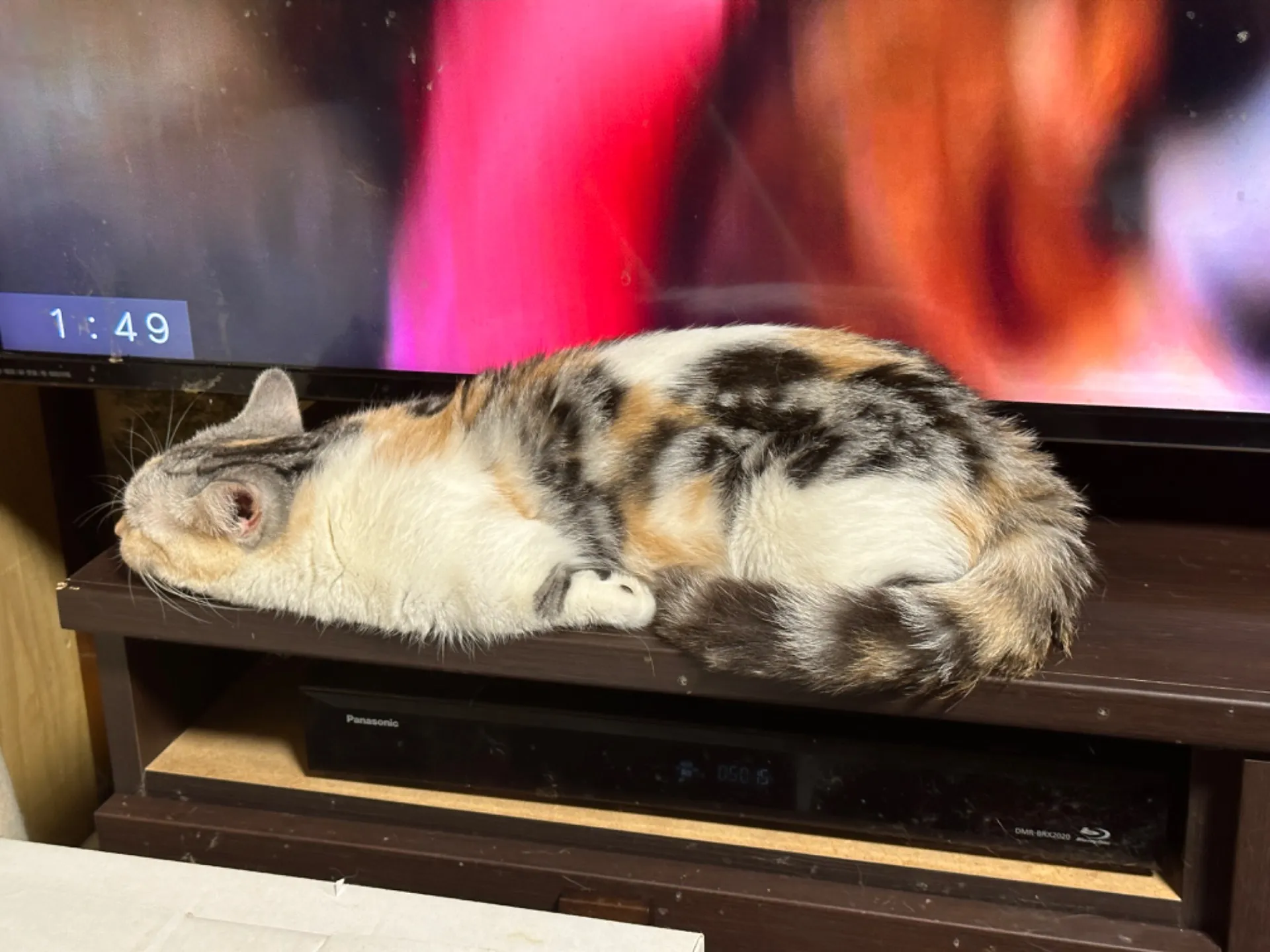 リラックスの極致！テレビの前で寛ぐ猫の魅力に迫る