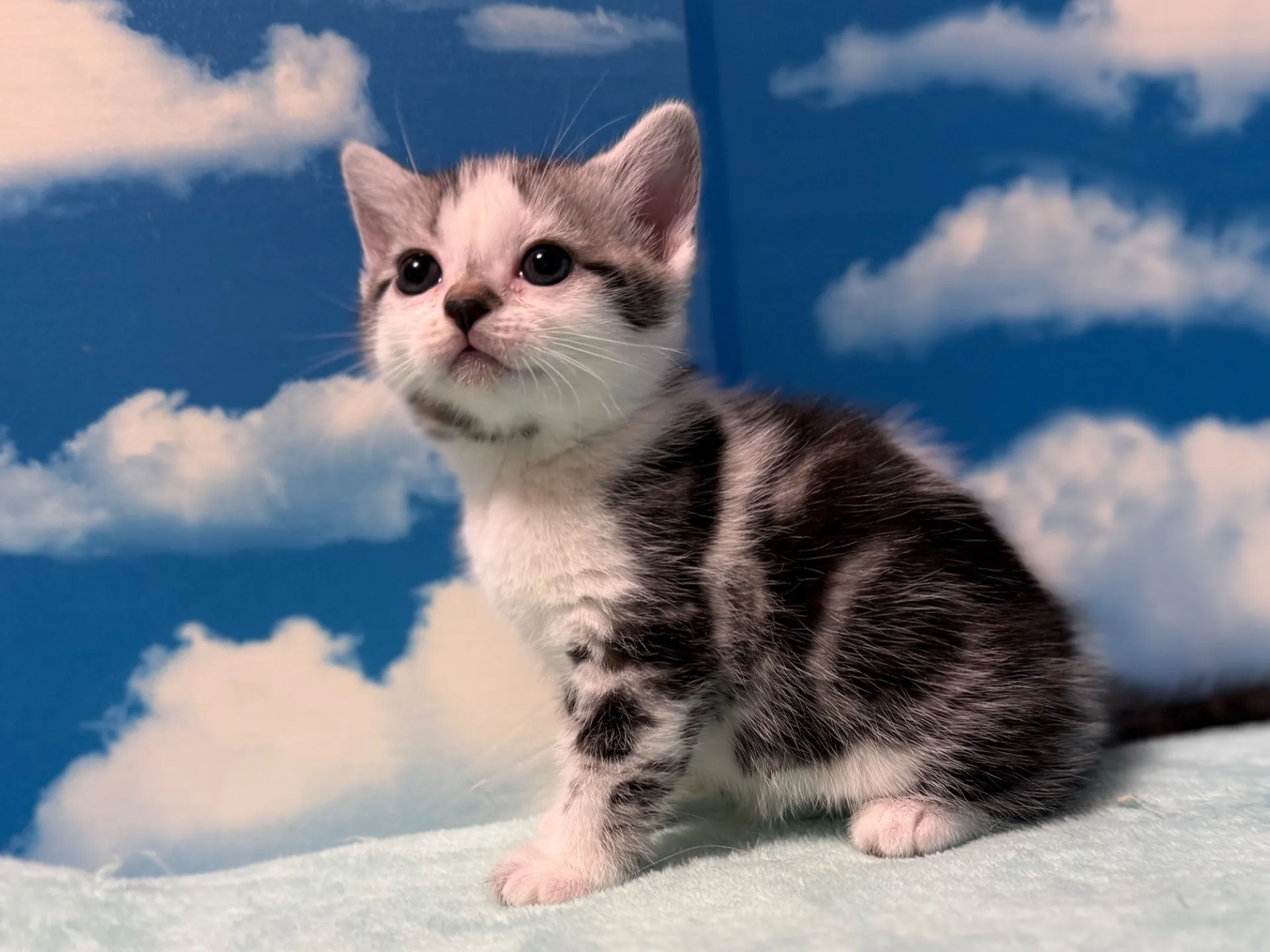 マンチカン(長足)