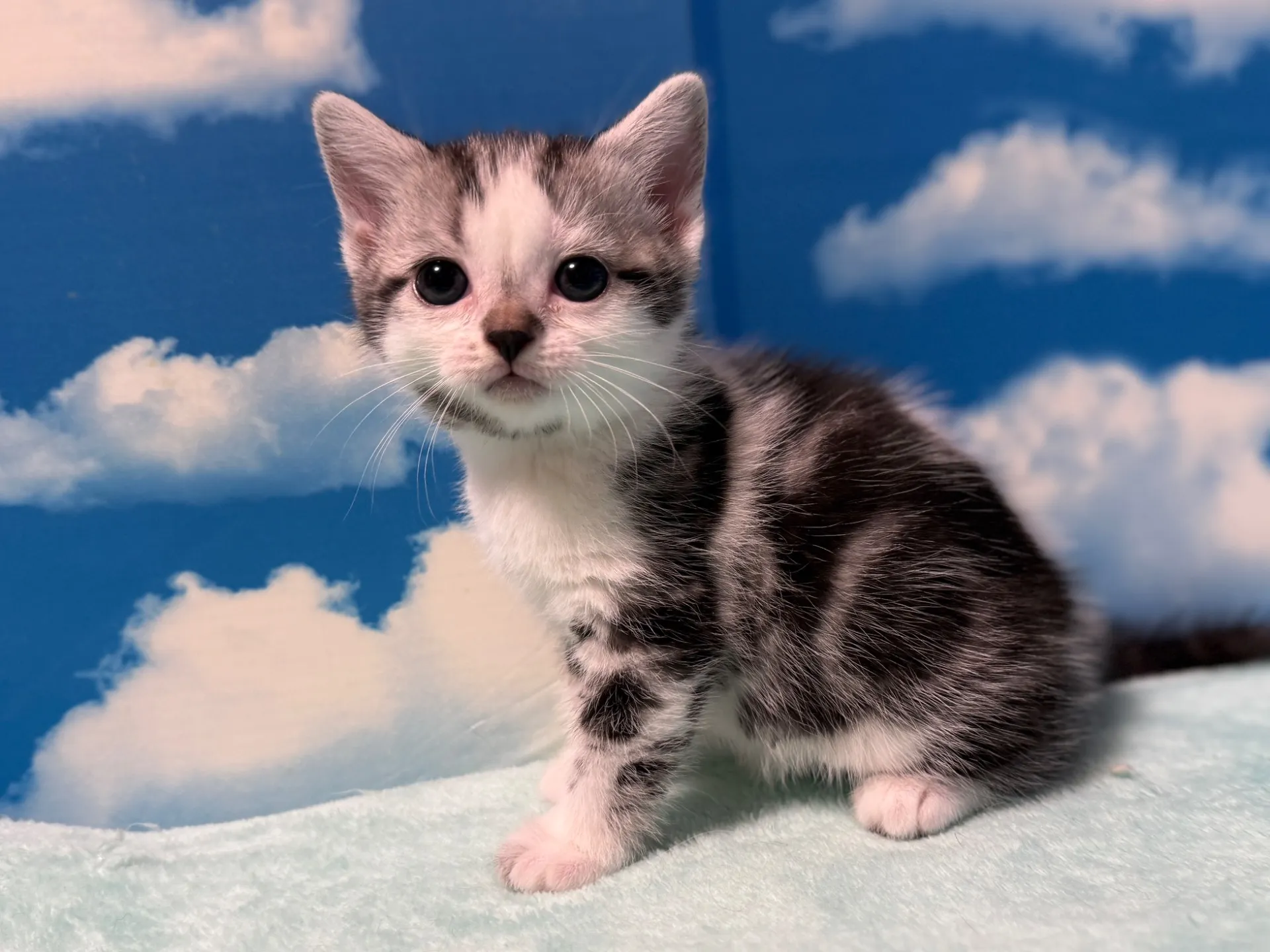 マンチカン(長足)