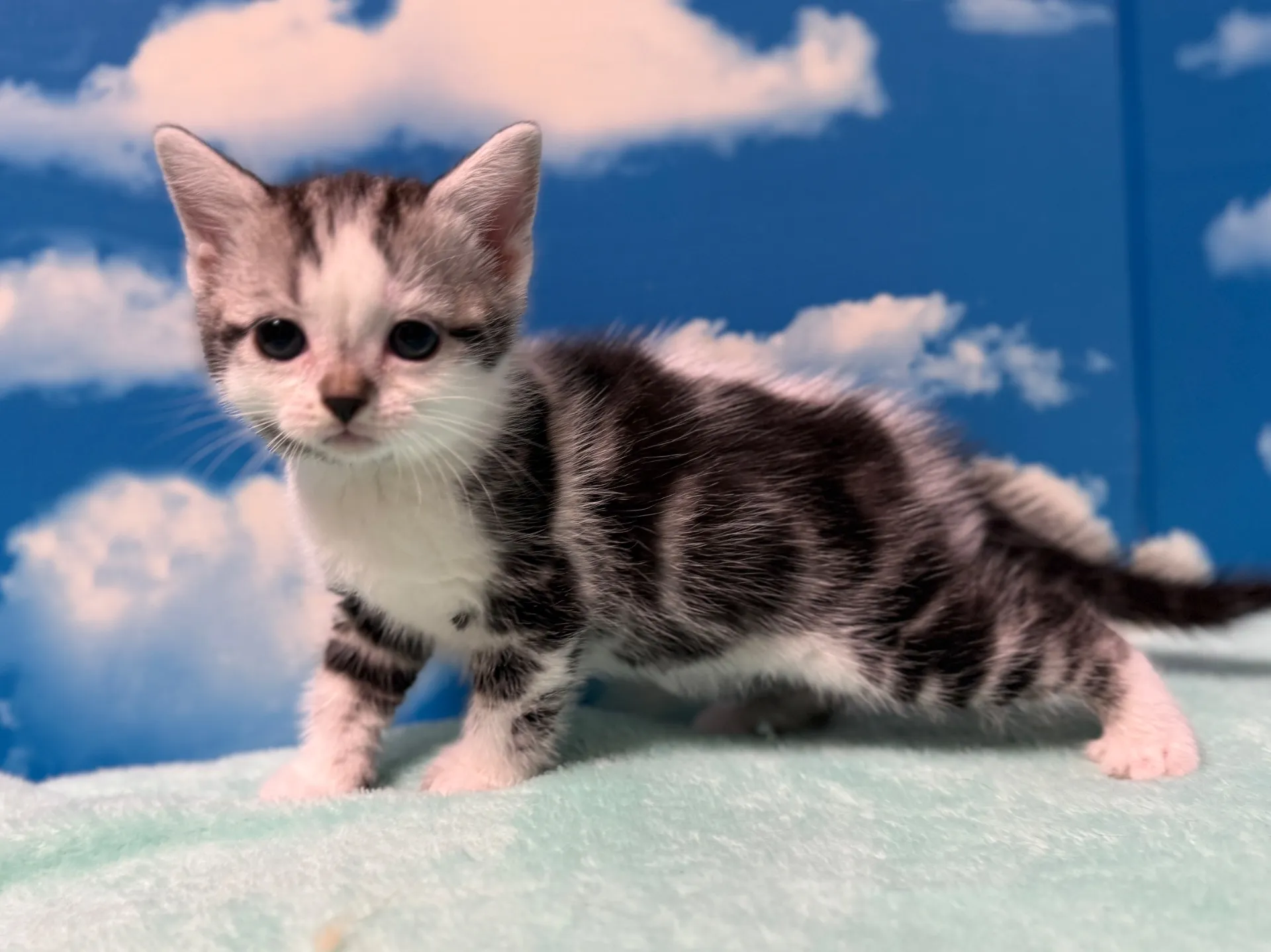 マンチカン(長足)