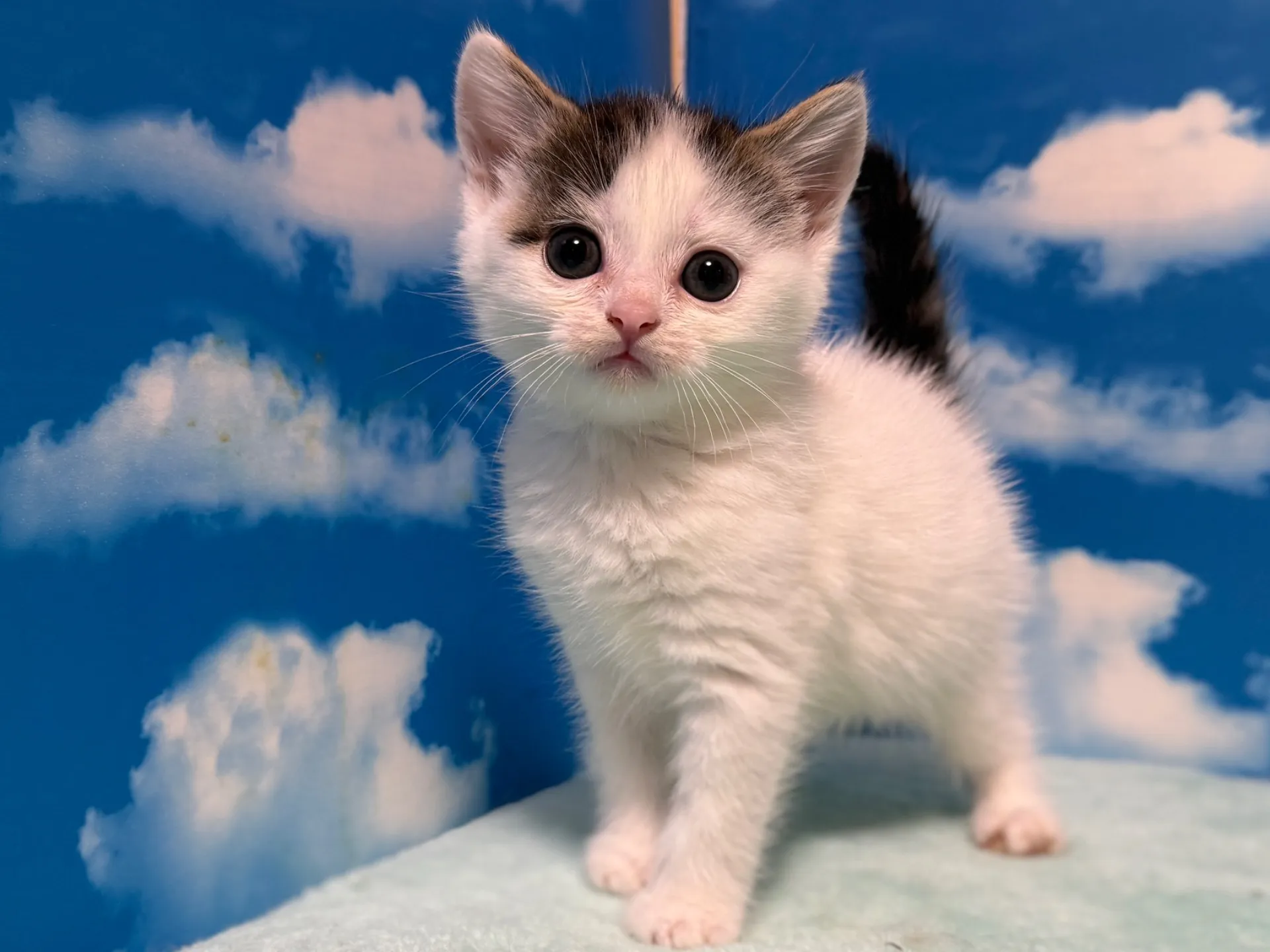 マンチカン(長足)