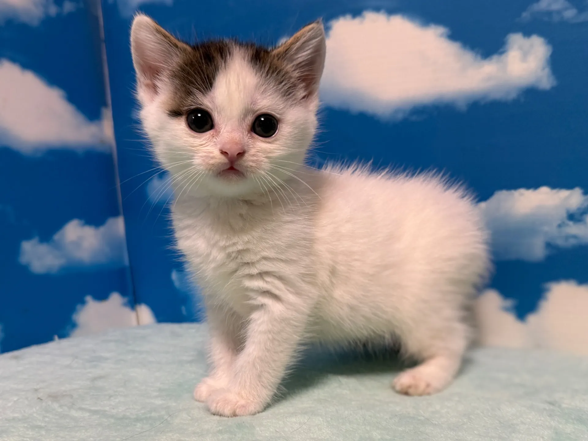 マンチカン(長足)