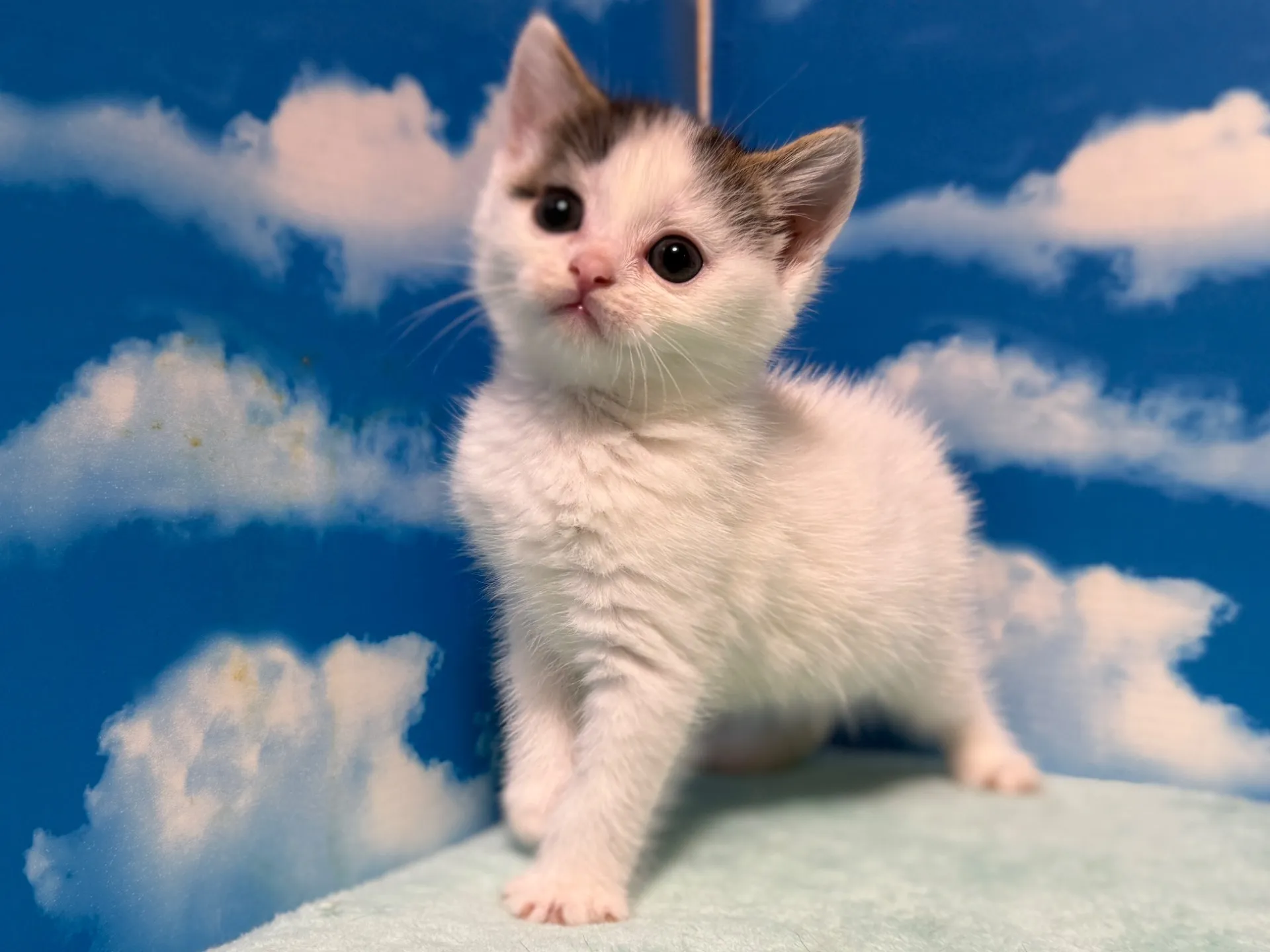 マンチカン(長足)