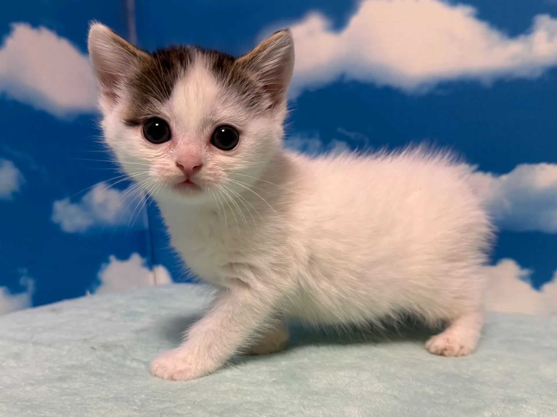 マンチカン(長足)