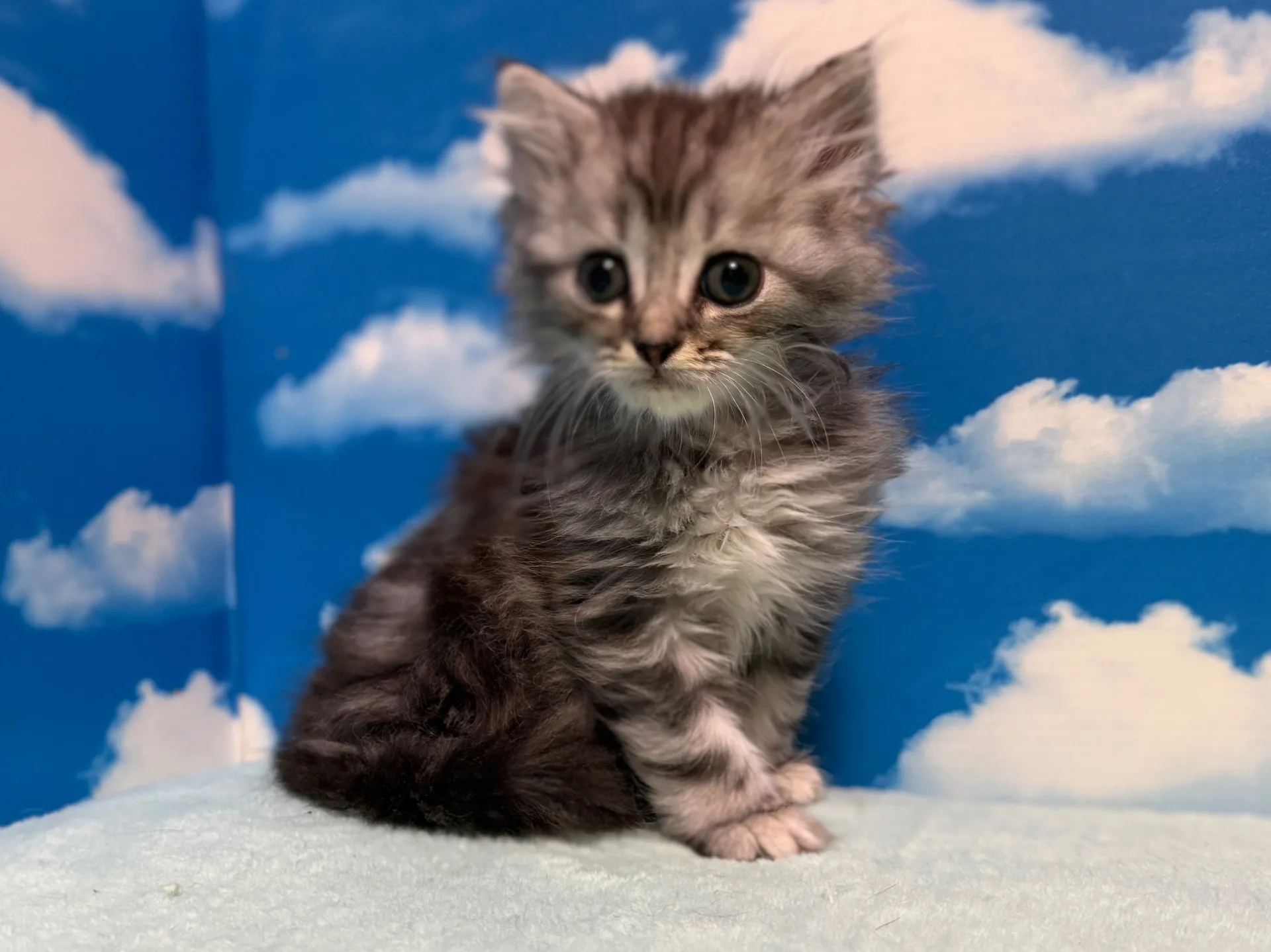 マンチカン(長足)