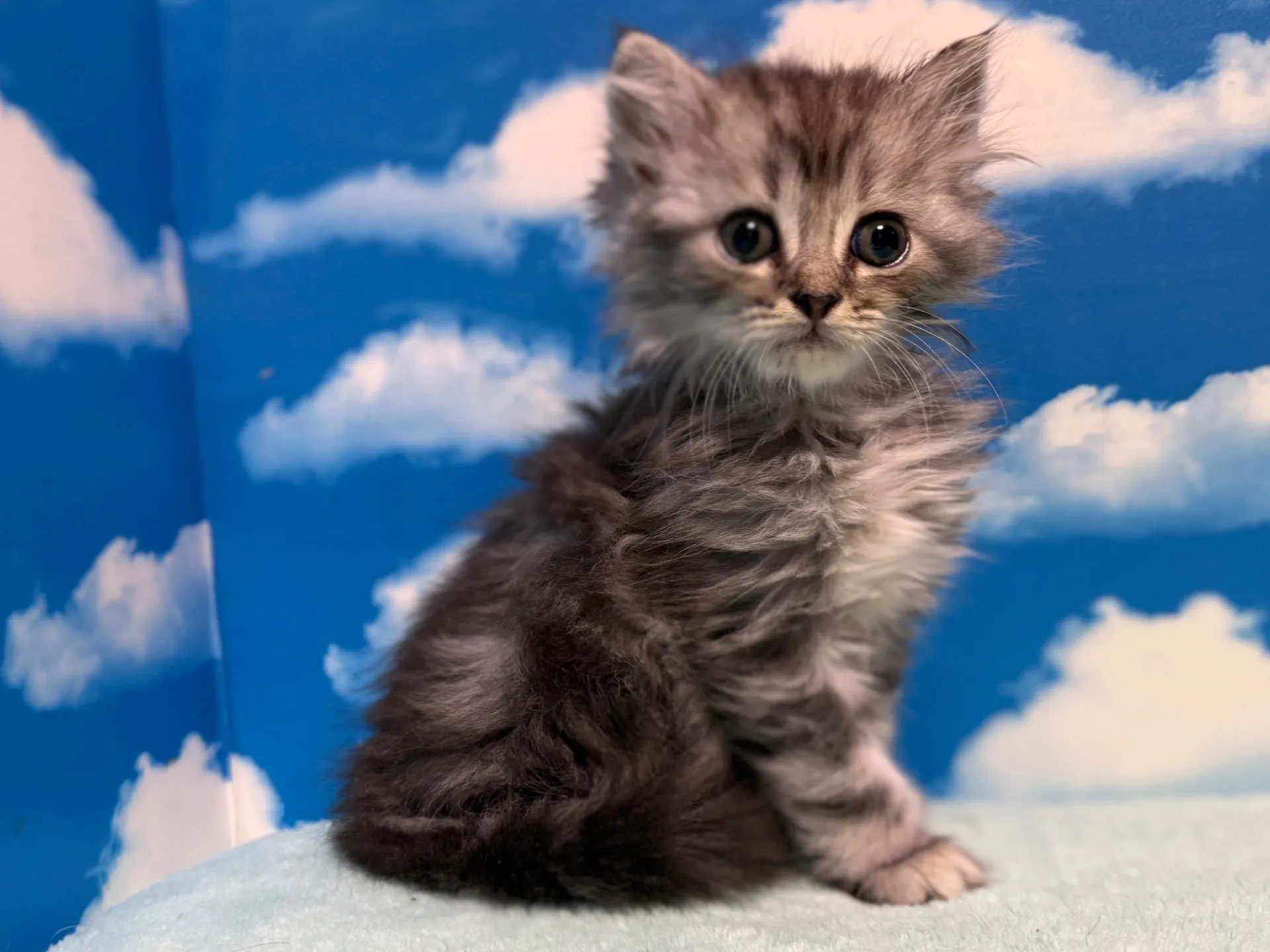 マンチカン(長足)