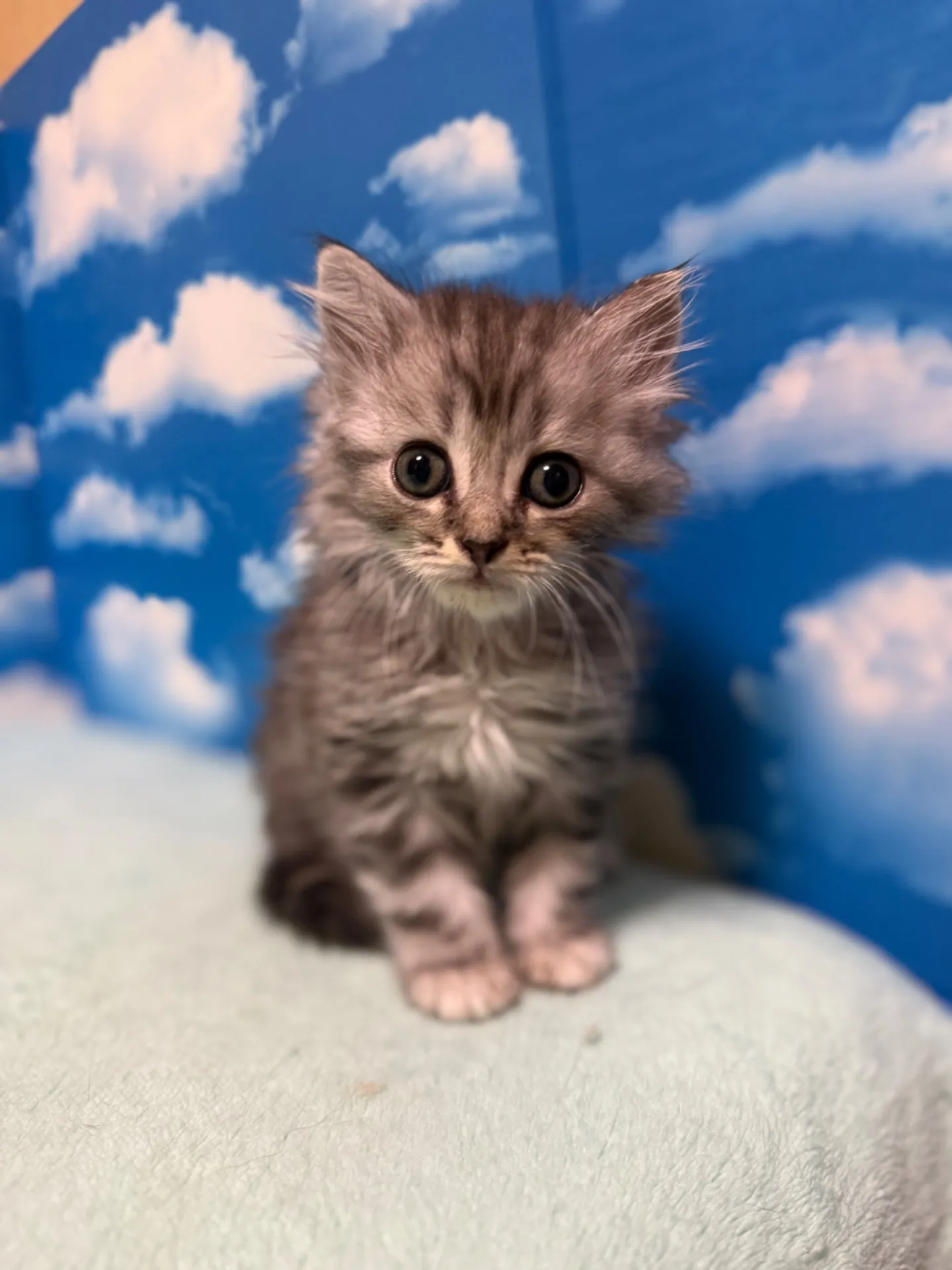 マンチカン(長足)