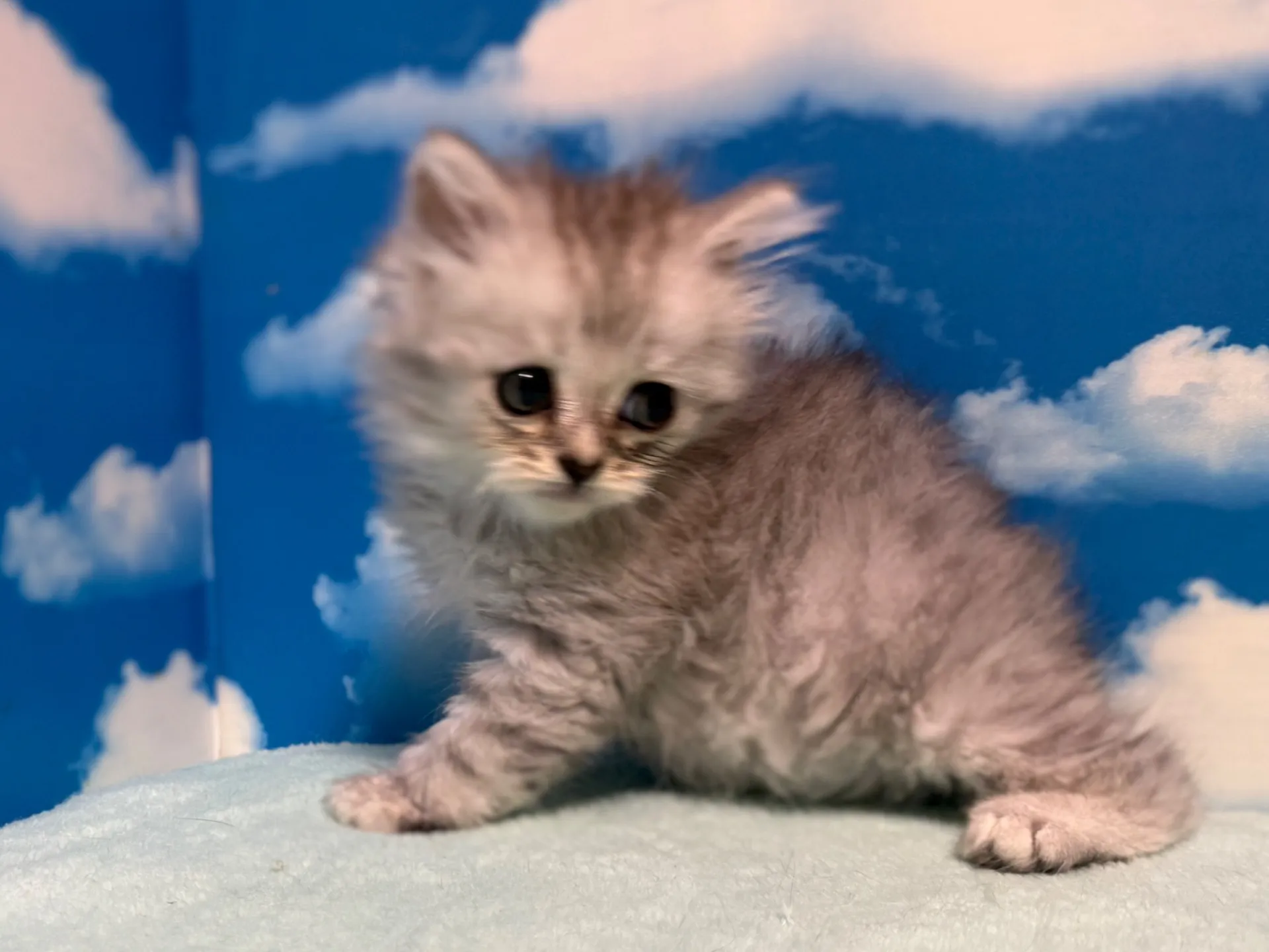 マンチカン(長足)