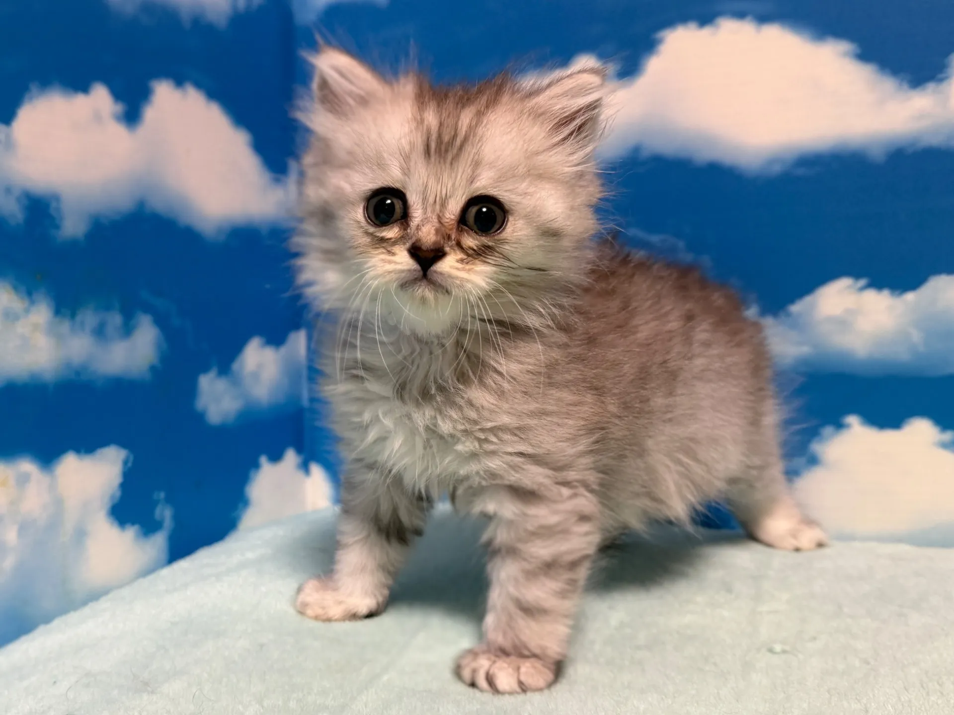 マンチカン(長足)