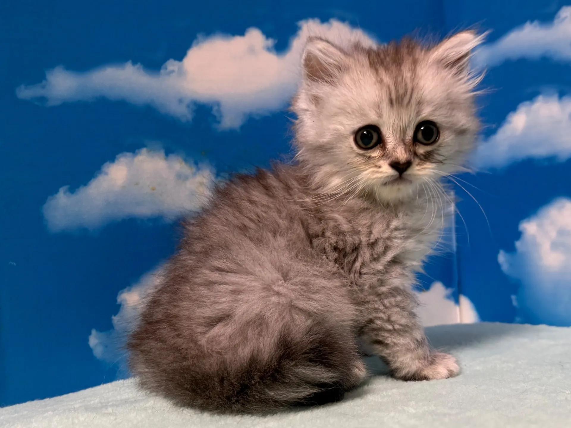 マンチカン(長足)