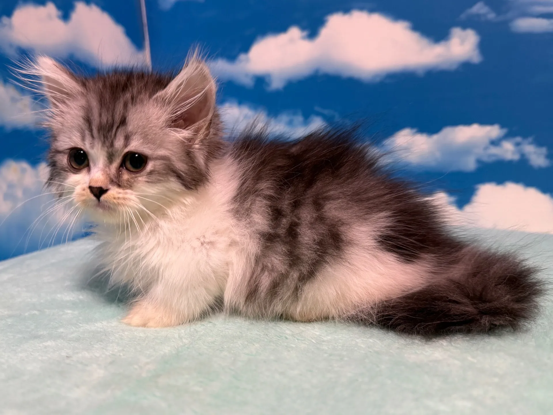 マンチカン(短足)