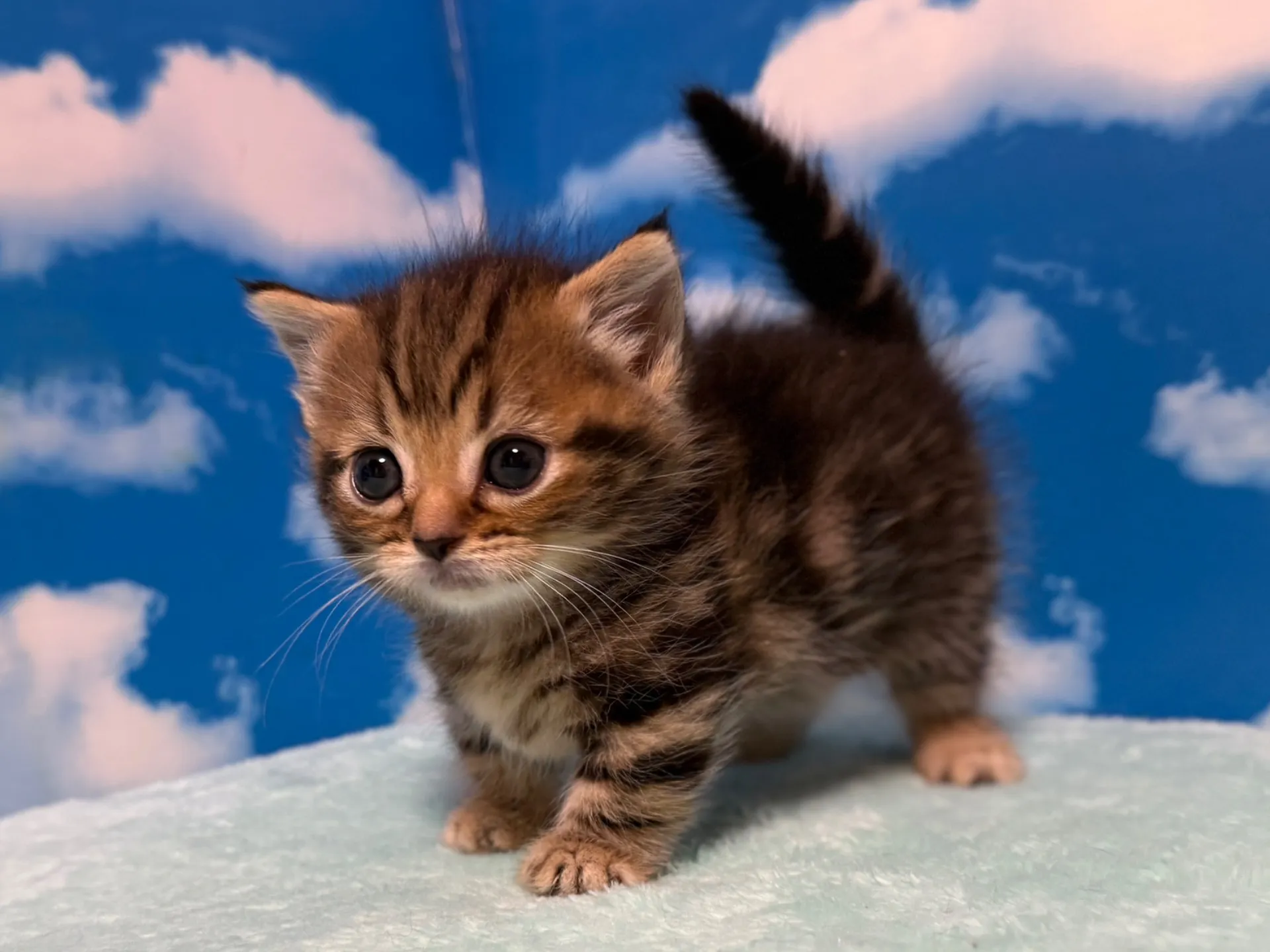 マンチカン(短足)