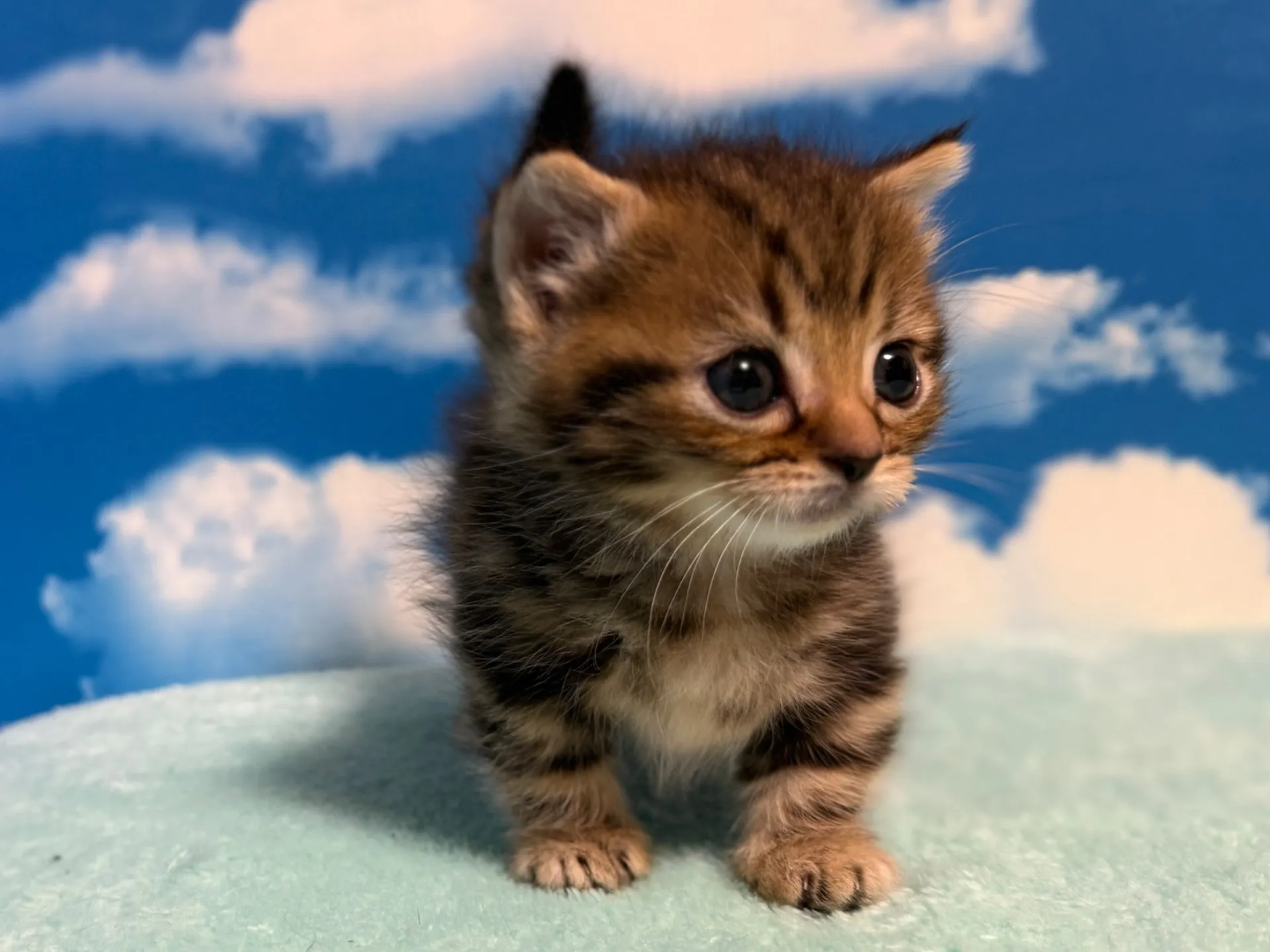 マンチカン(短足)