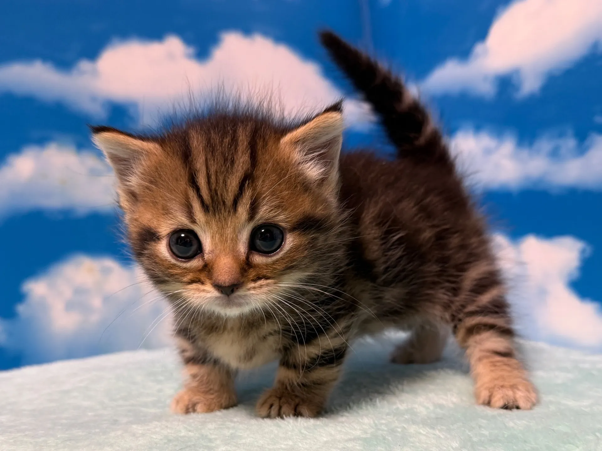 マンチカン(短足)