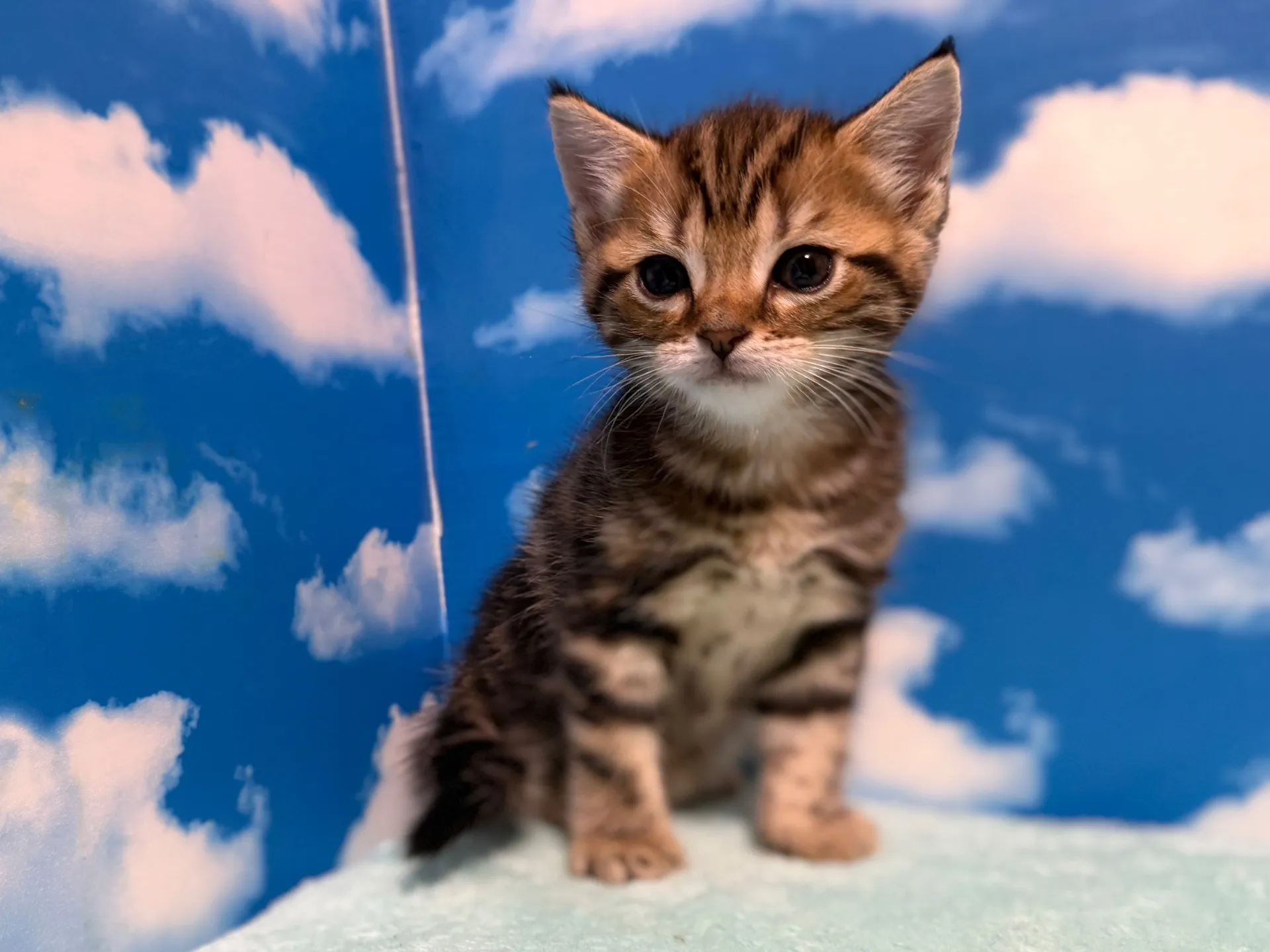 マンチカン(長足)