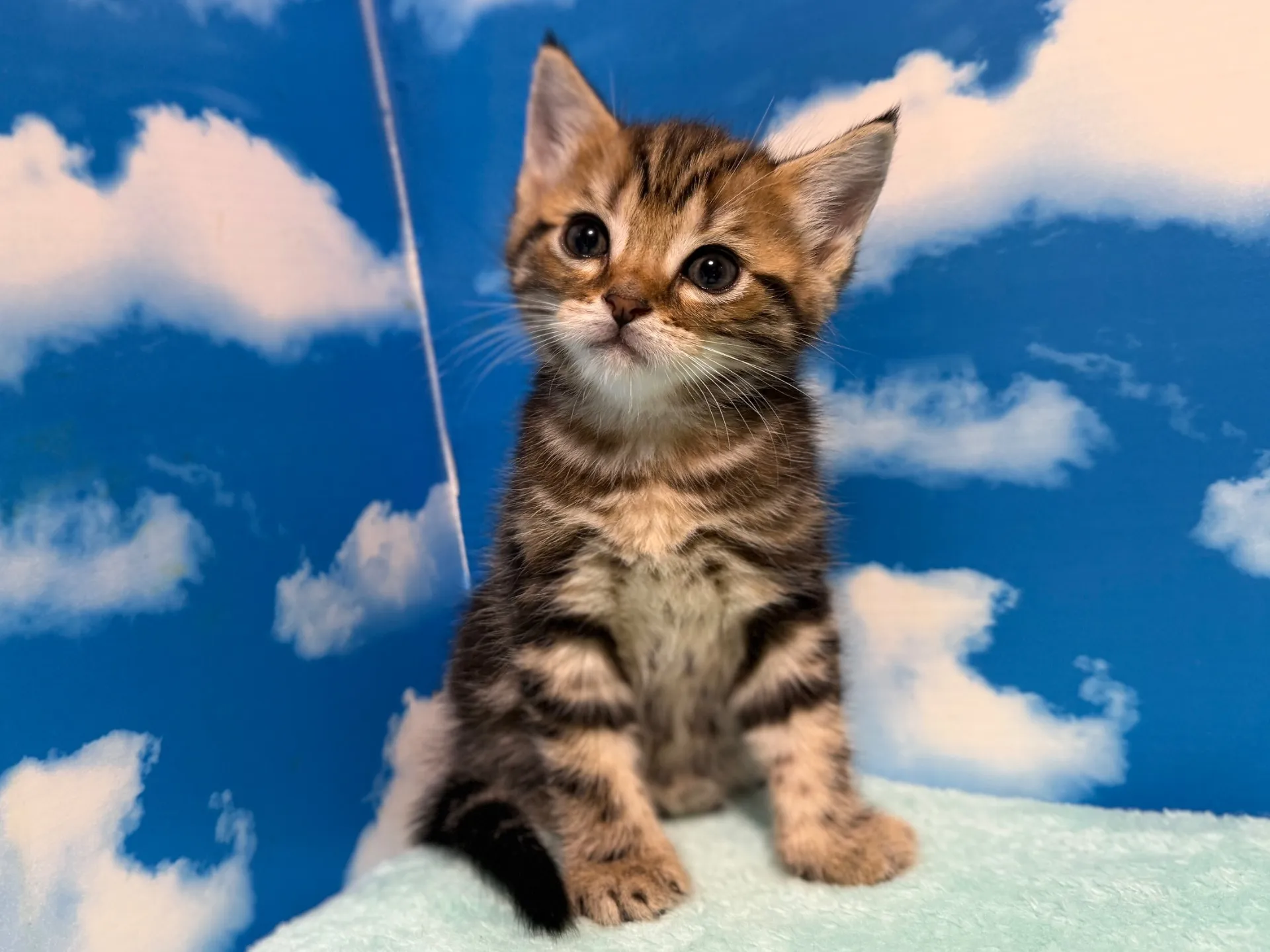 マンチカン(長足)