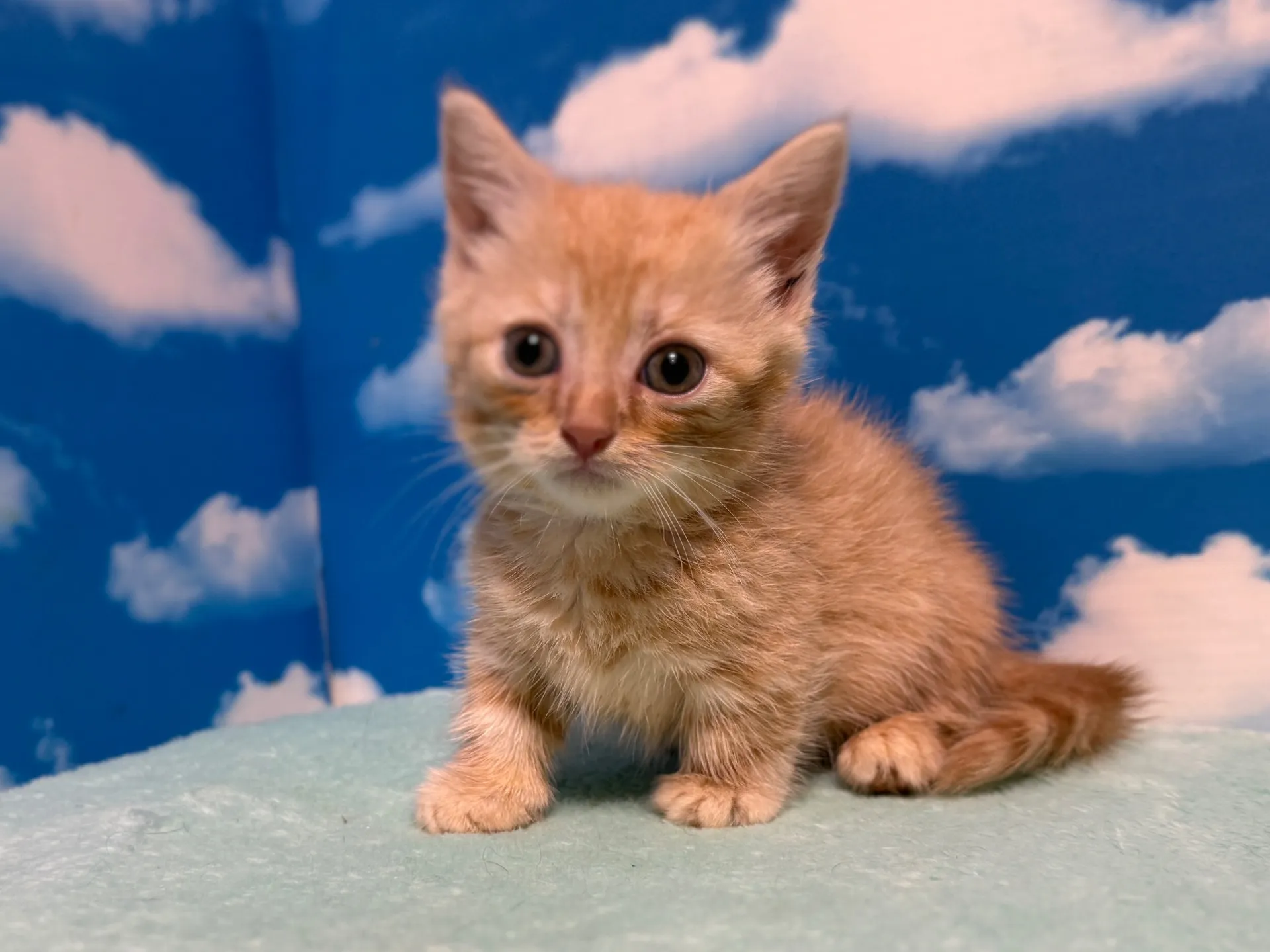 マンチカン(短足)