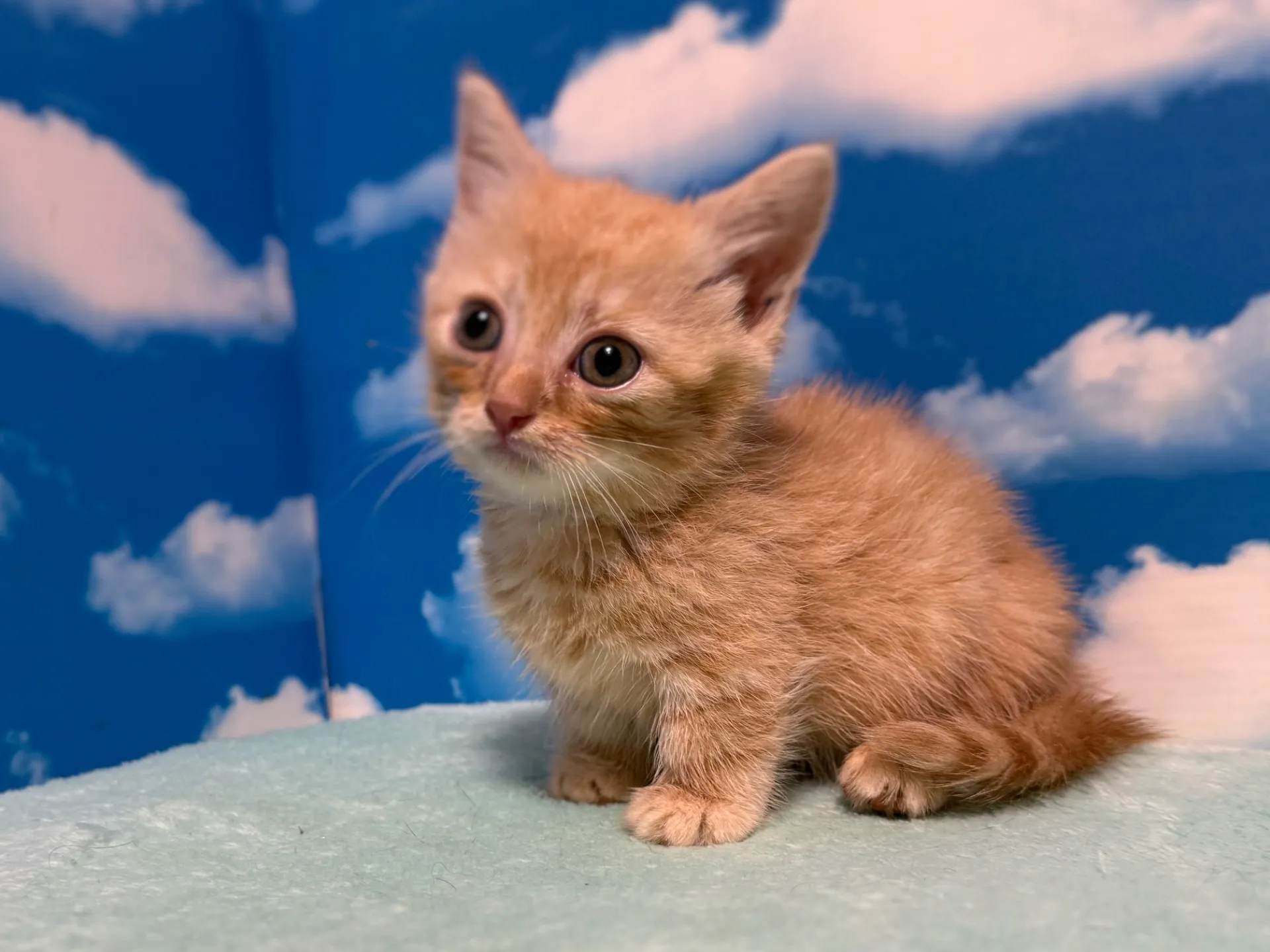 マンチカン(短足)