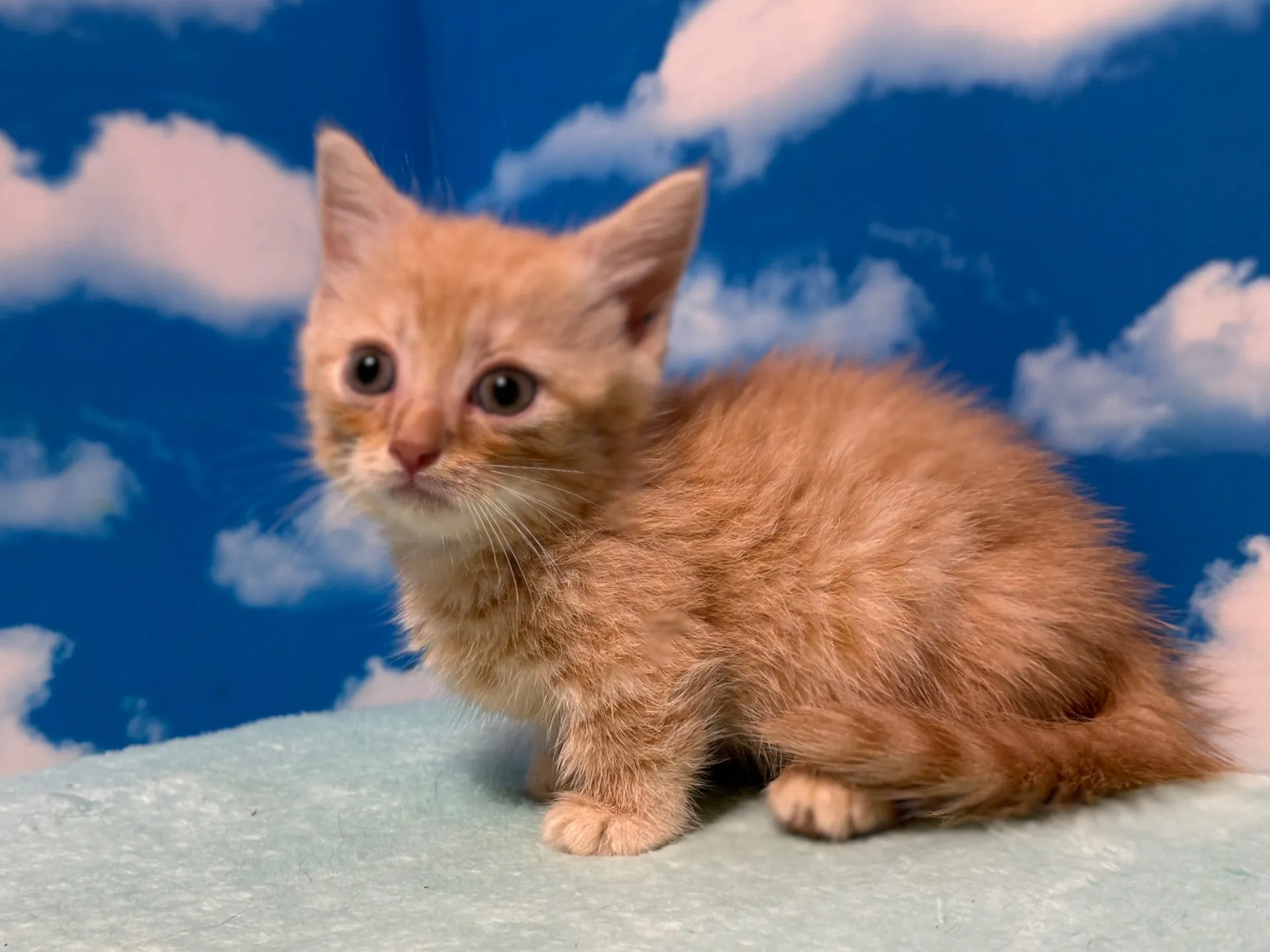 マンチカン(短足)