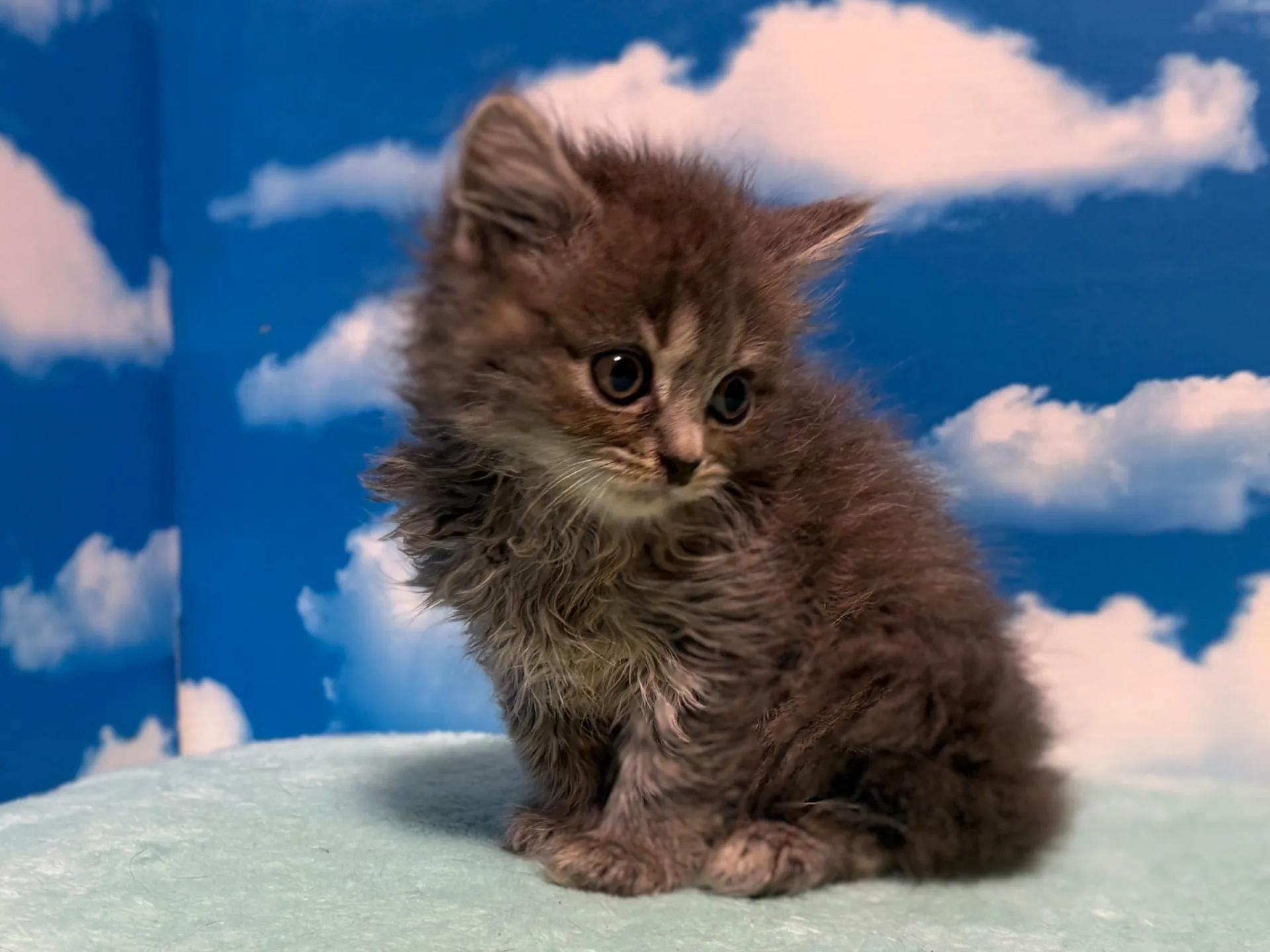 マンチカン(長足)