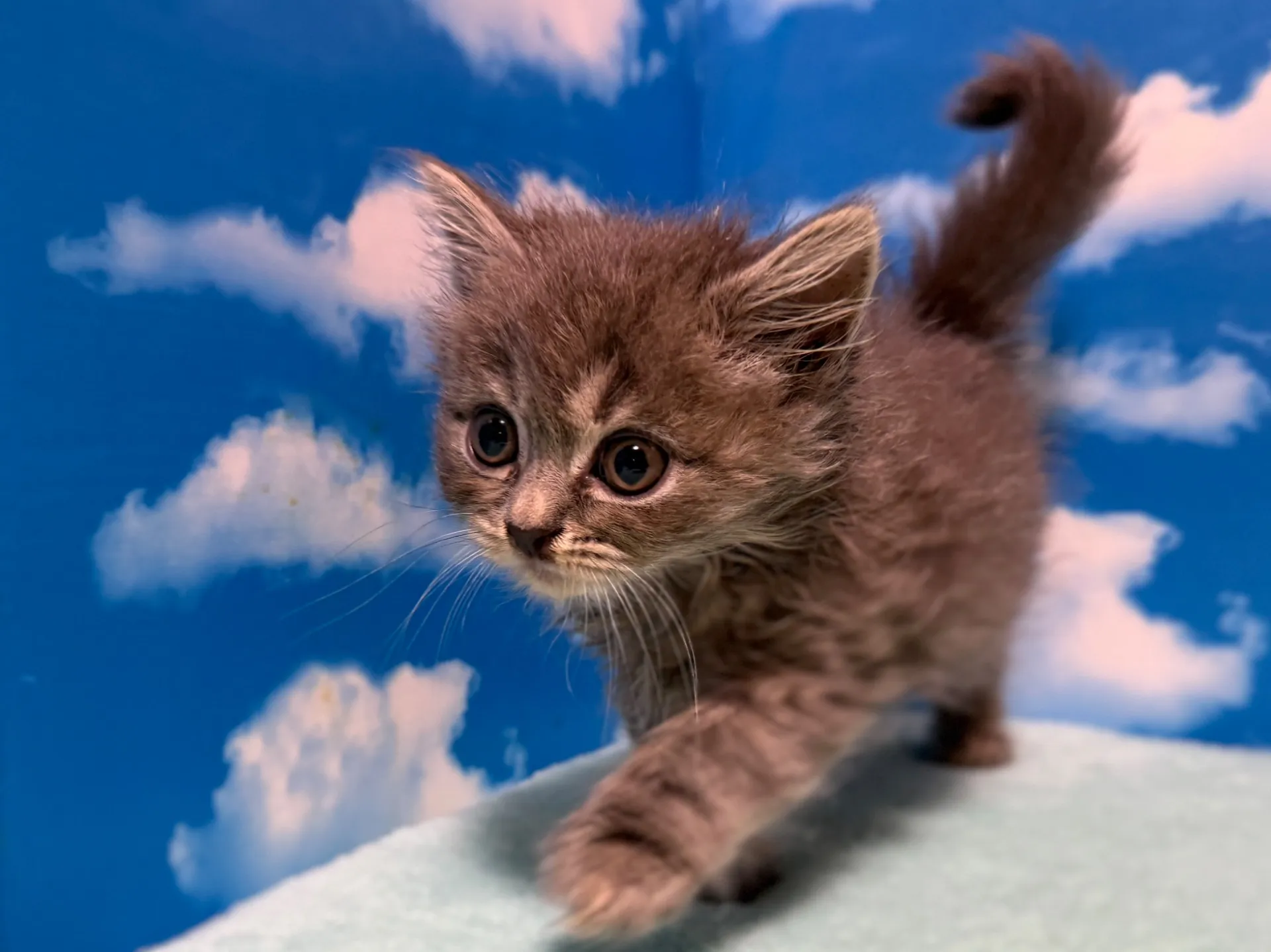 マンチカン(長足)