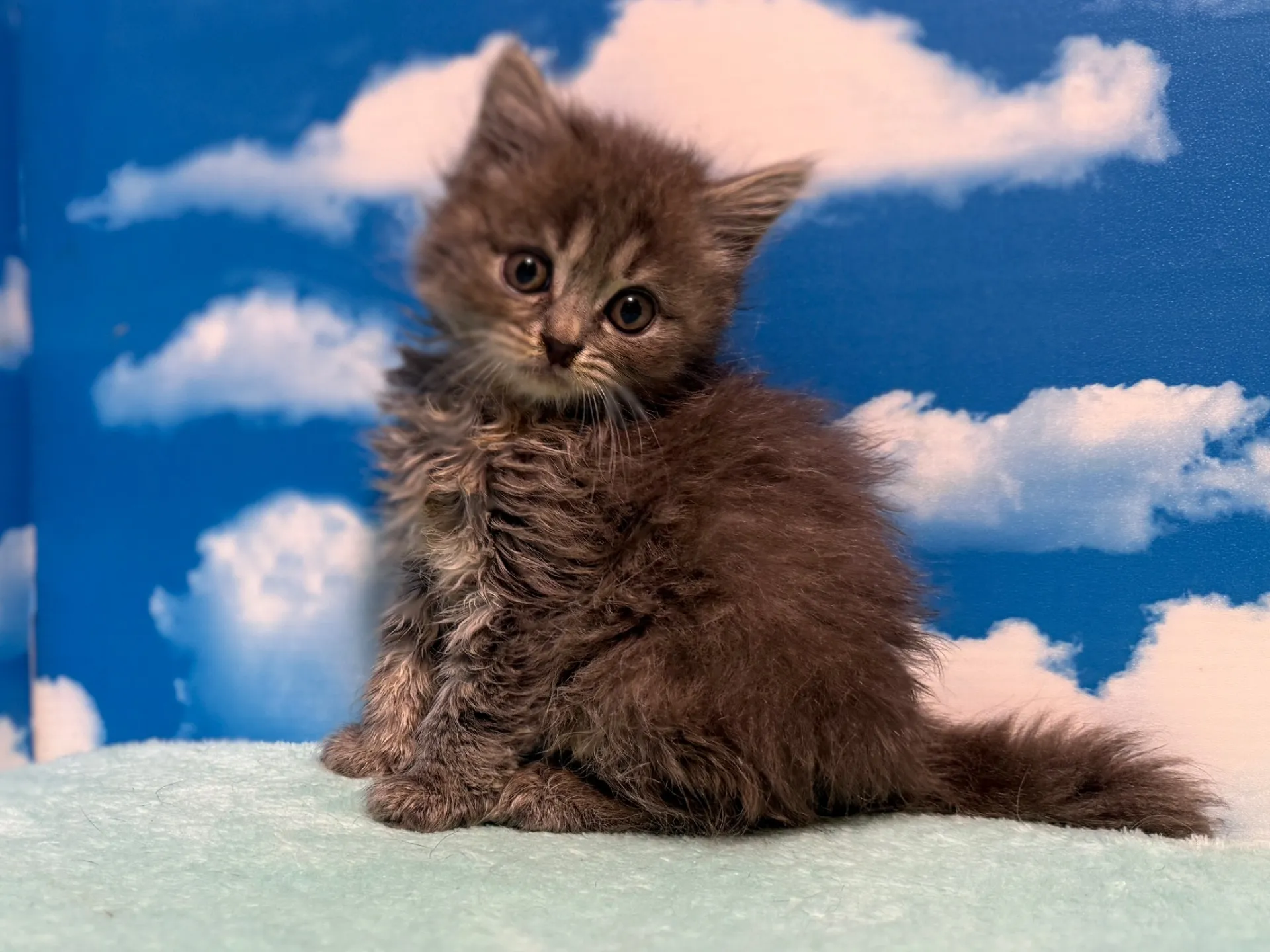 マンチカン(長足)