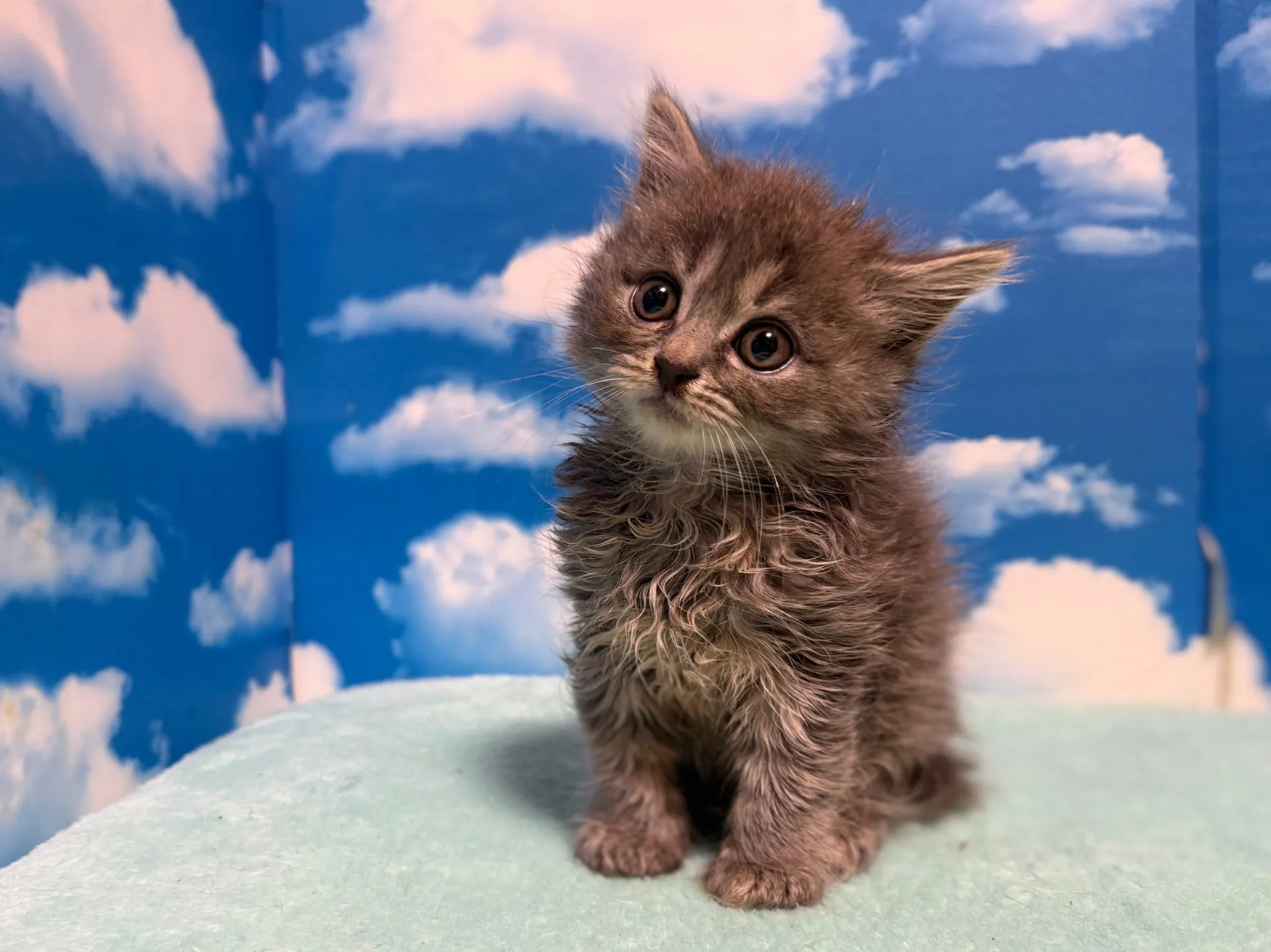 マンチカン(長足)