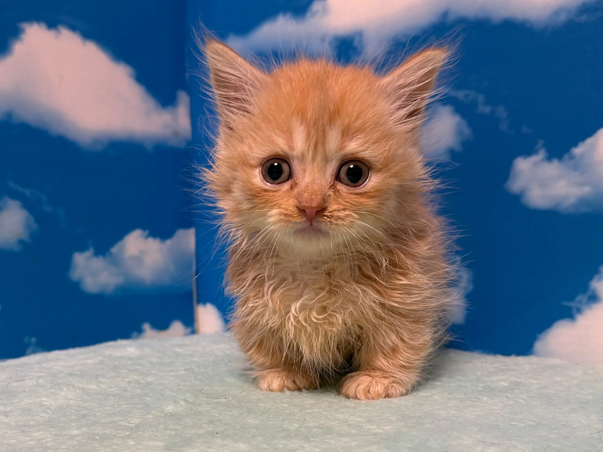 マンチカン(短足)