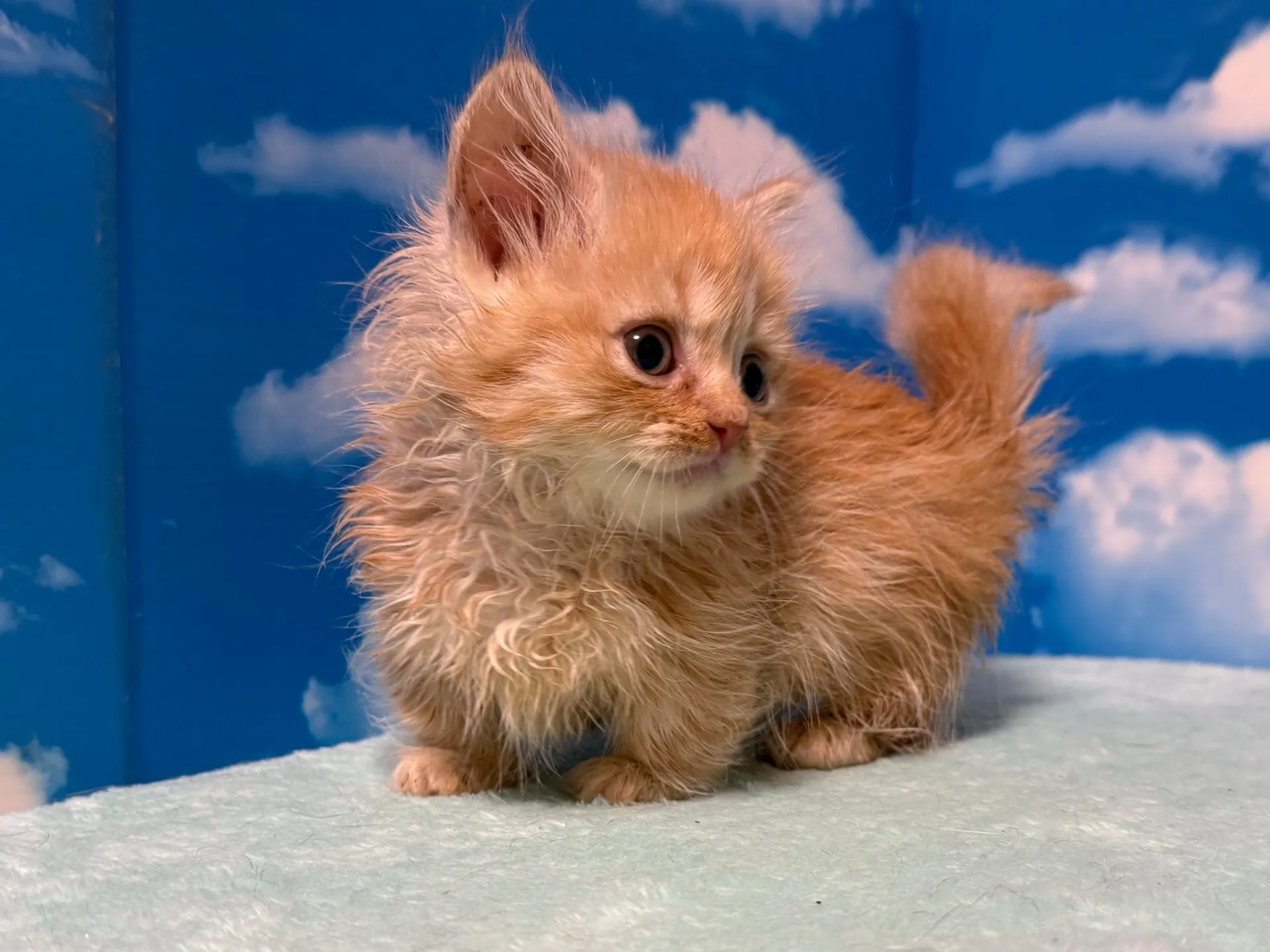 マンチカン(短足)