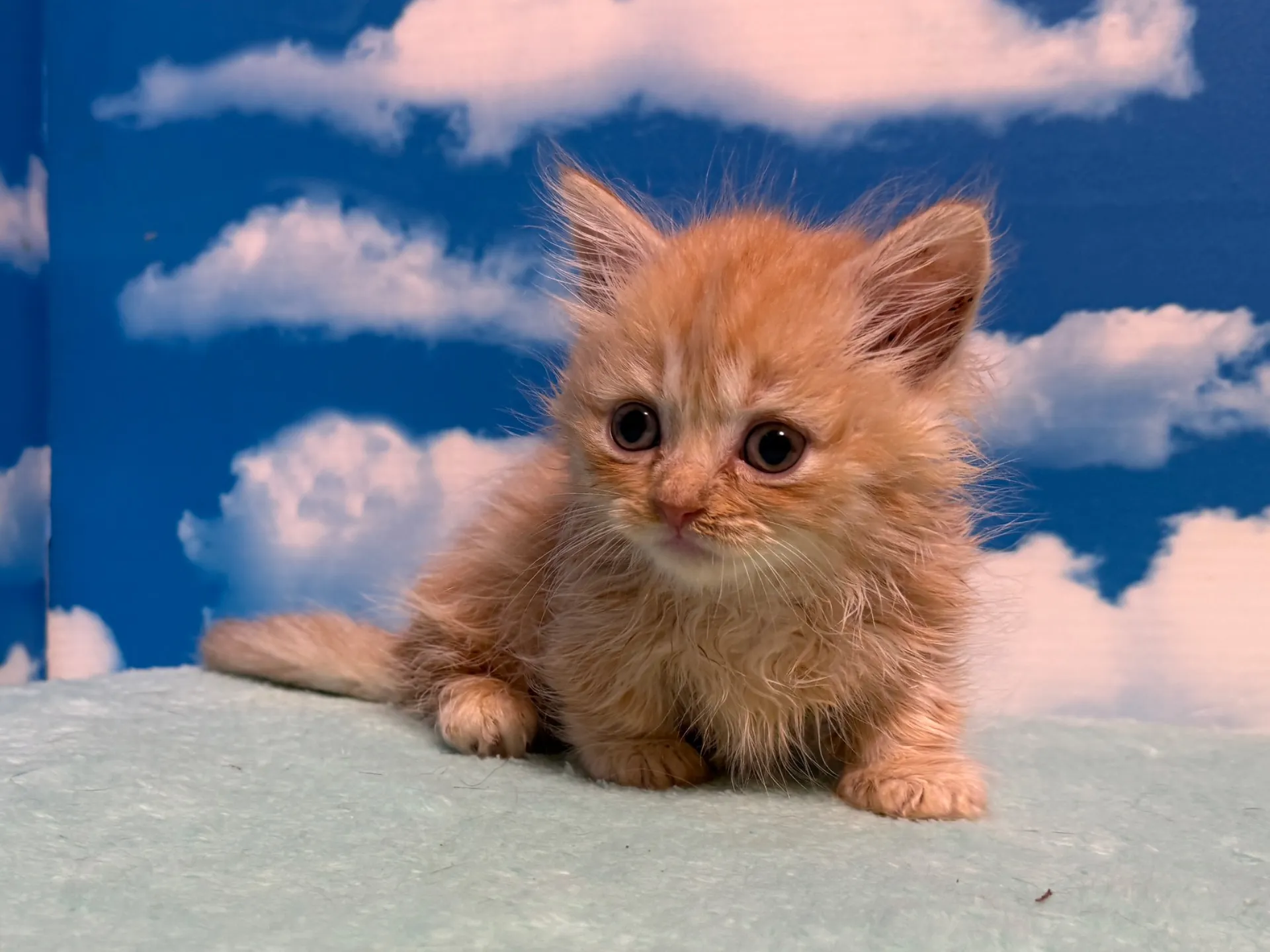 マンチカン(短足)