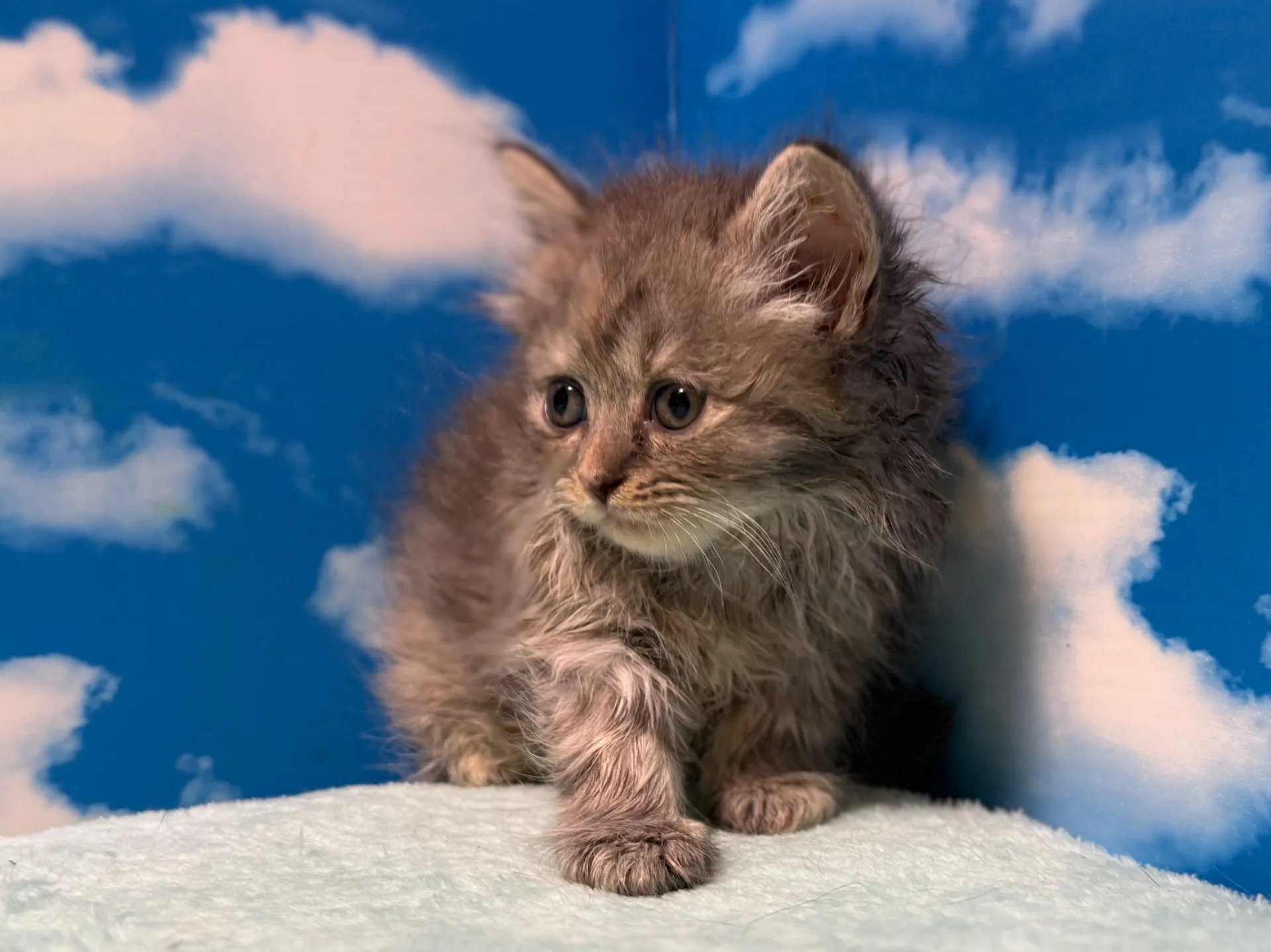 マンチカン(長足)