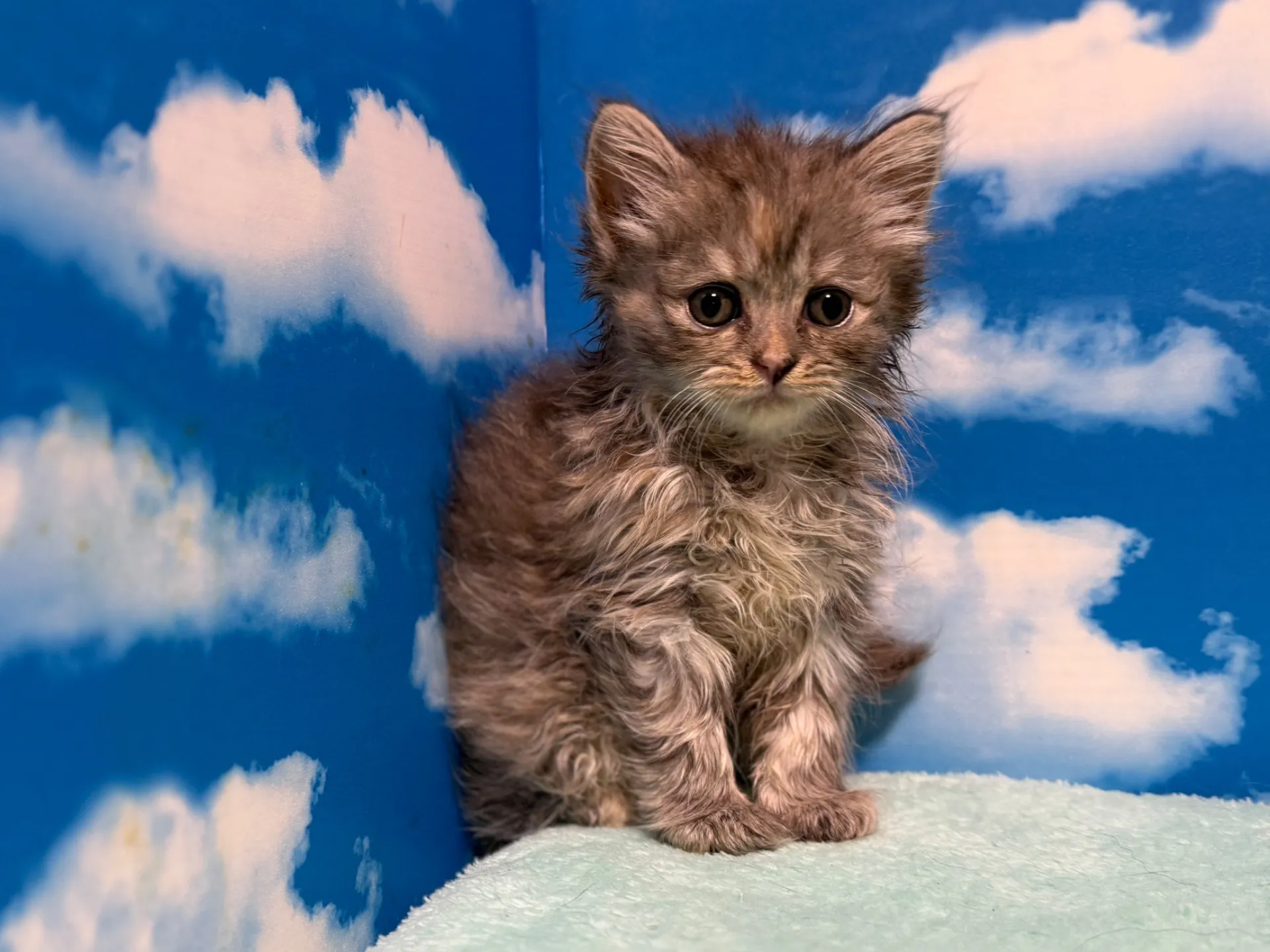 マンチカン(長足)