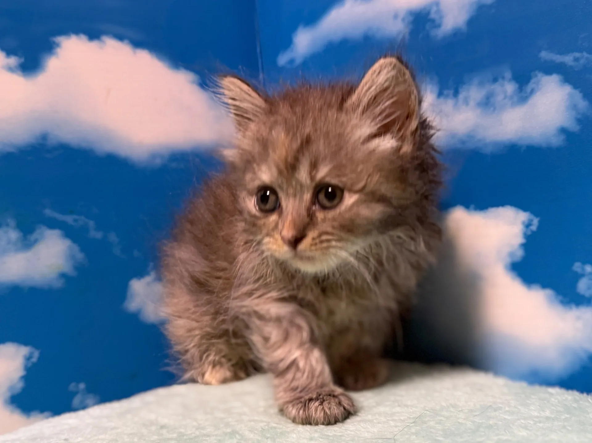 マンチカン(長足)