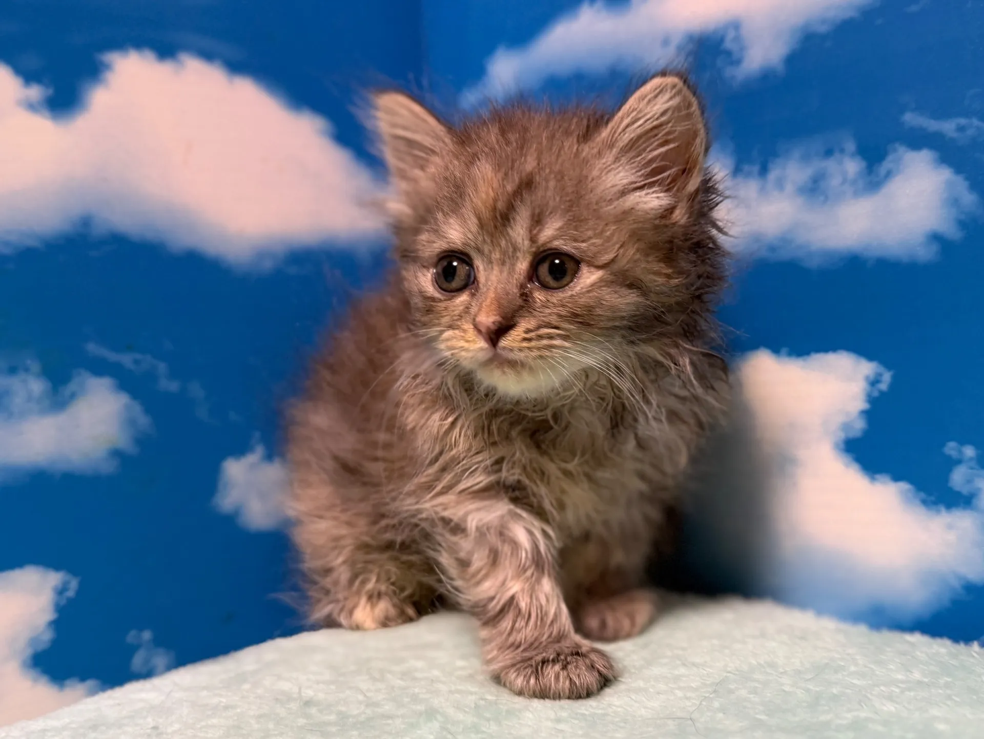 マンチカン(長足)