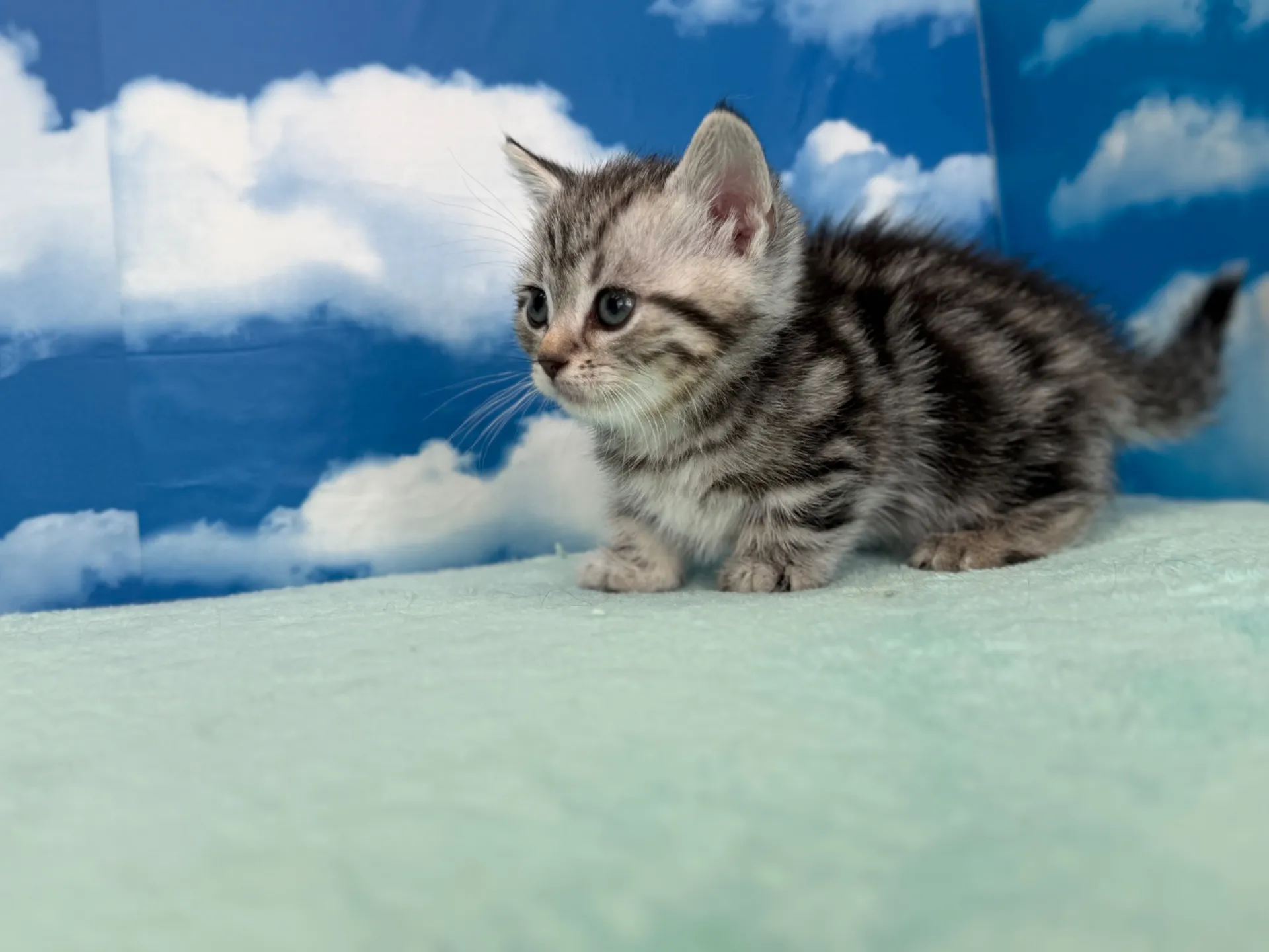 マンチカン(短足)