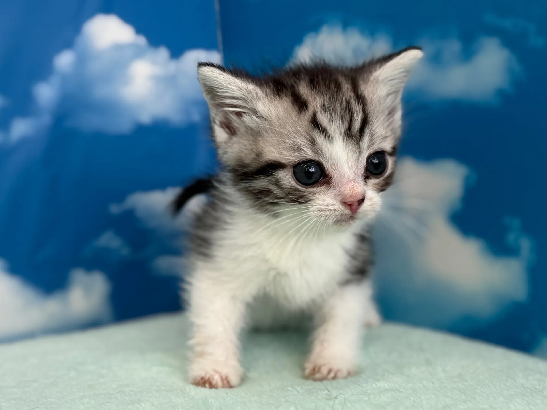 マンチカン(長足)