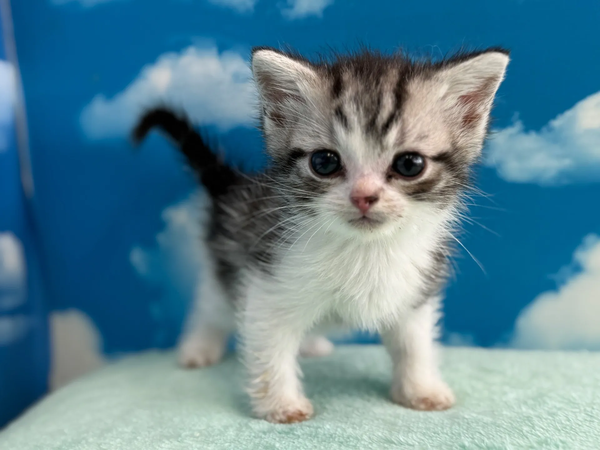 マンチカン(長足)
