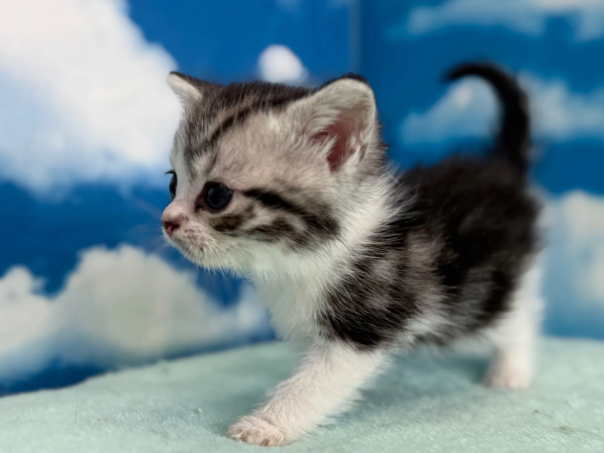 マンチカン(長足)