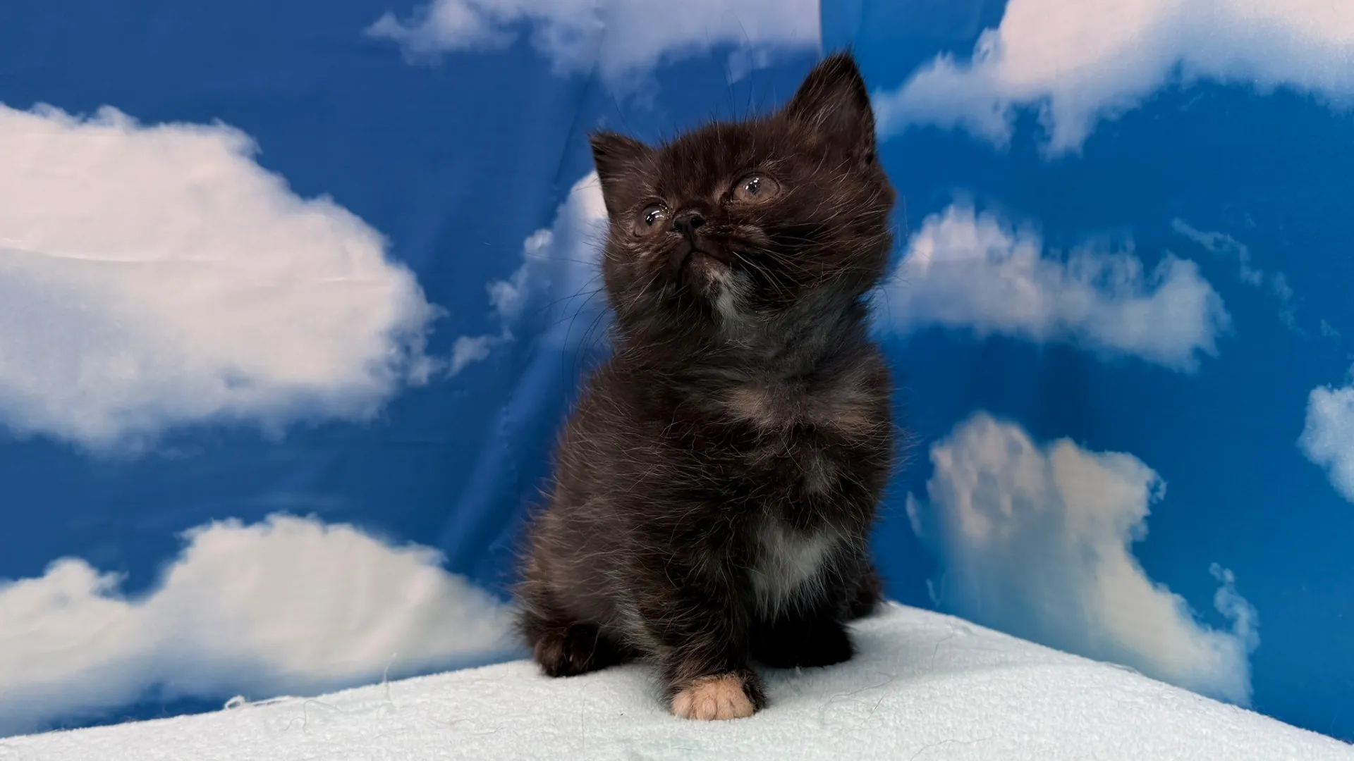 マンチカン(長足)