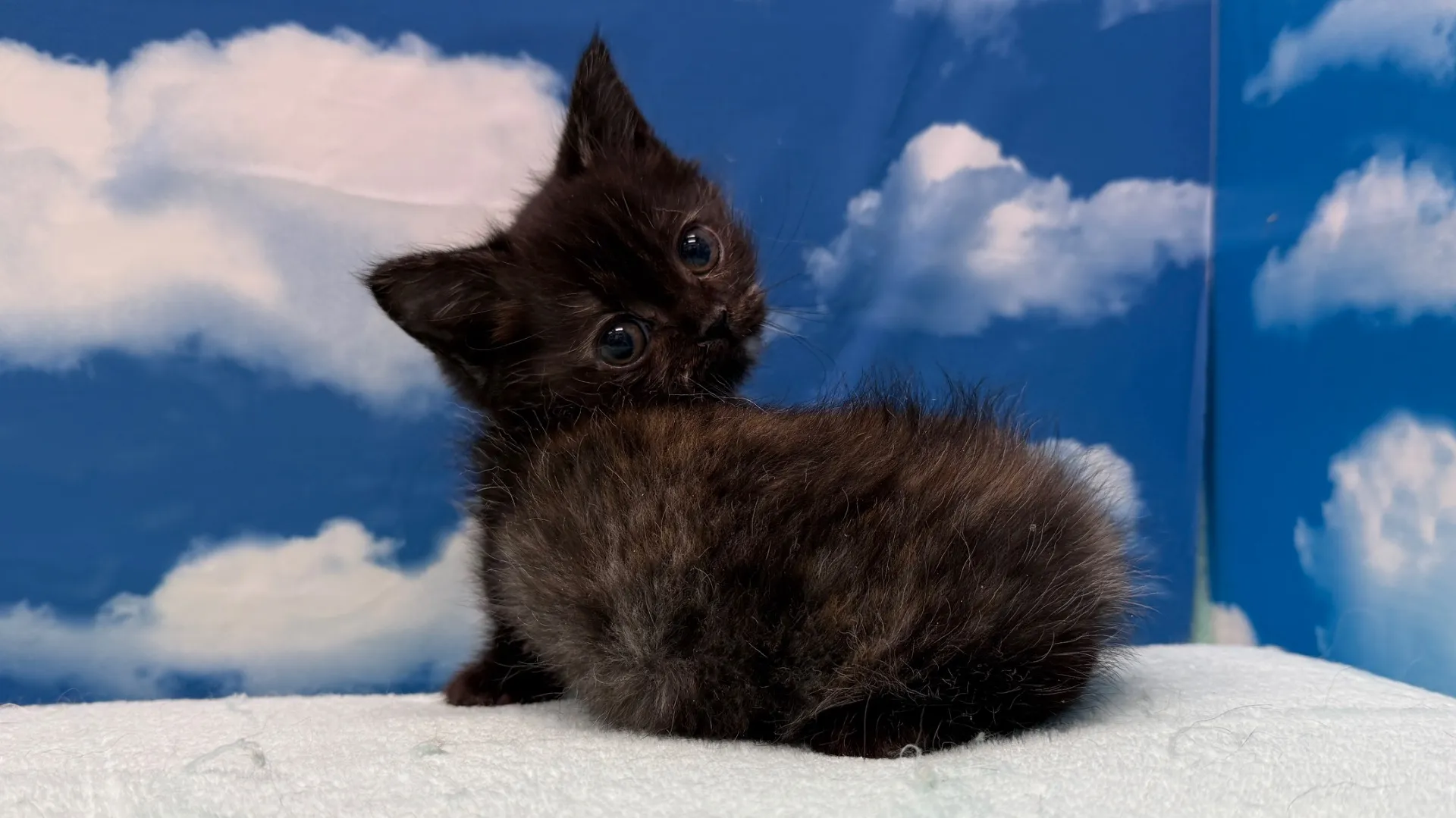 マンチカン(長足)