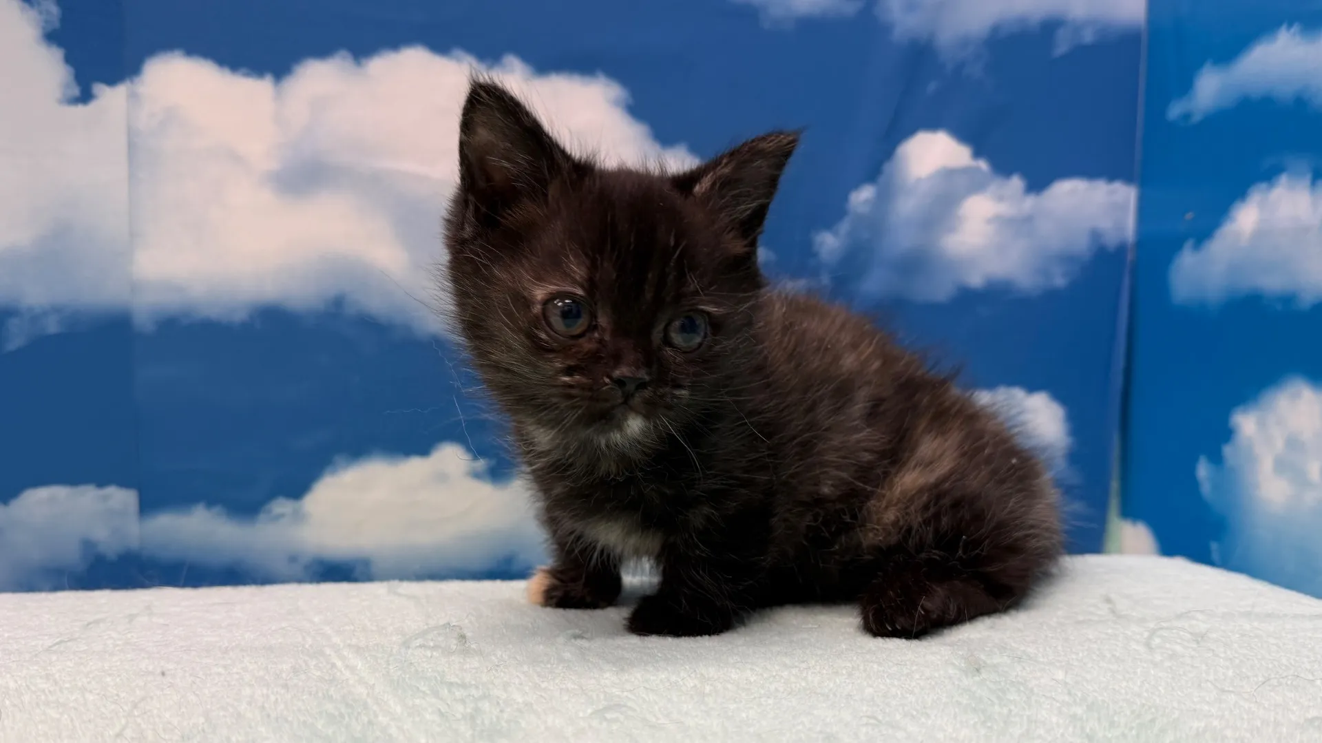 マンチカン(長足)