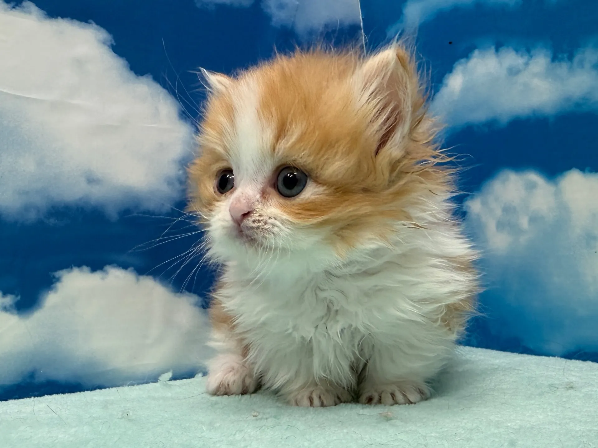 ミヌエット(短足)