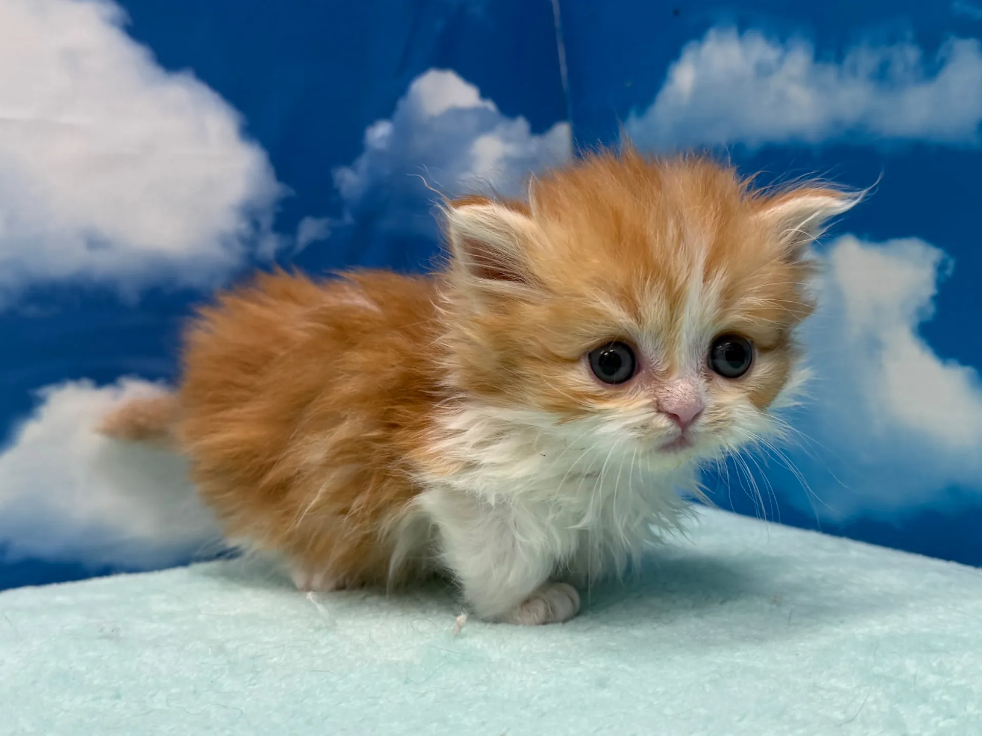 ミヌエット(短足)