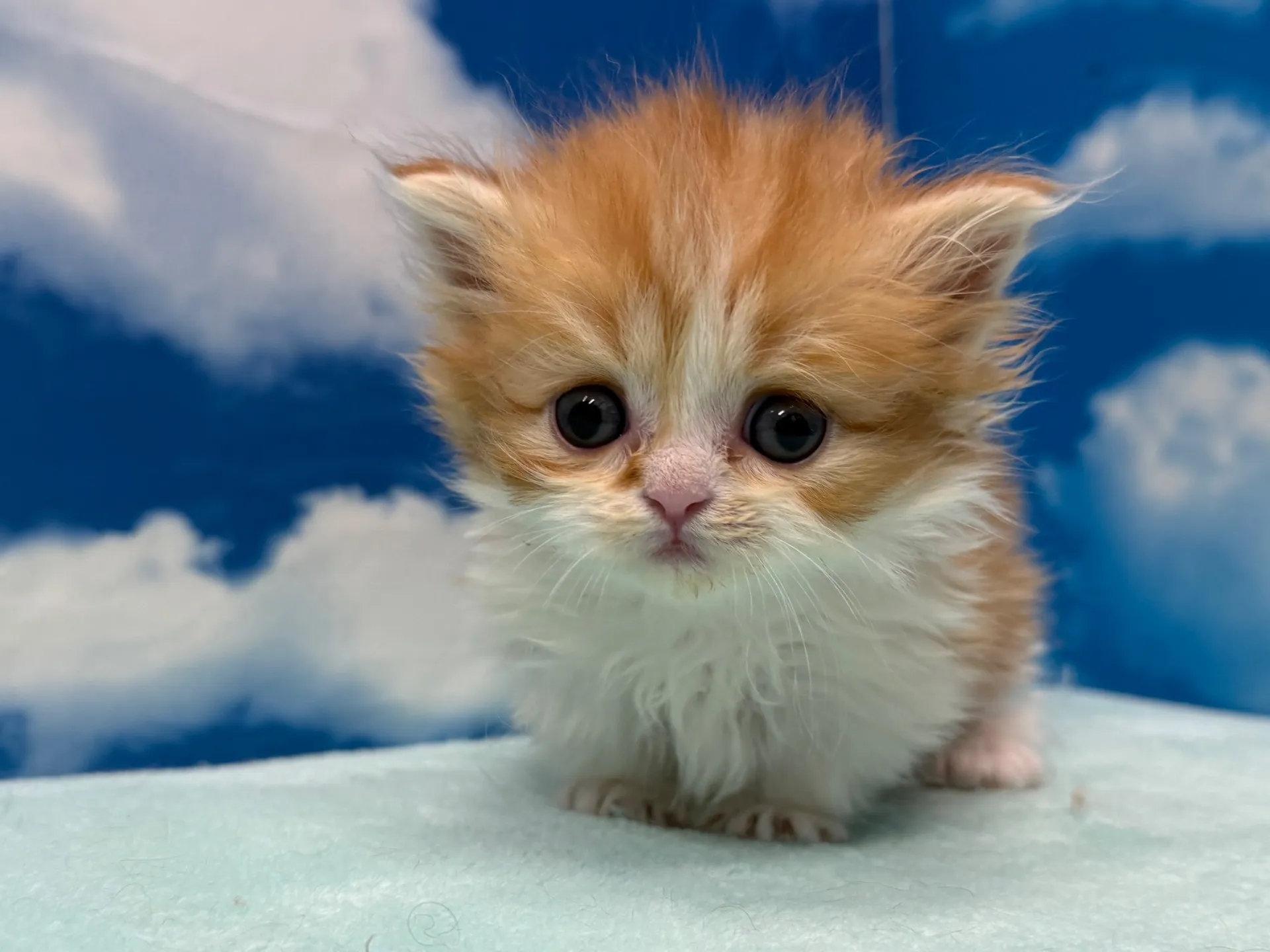 ミヌエット(短足)