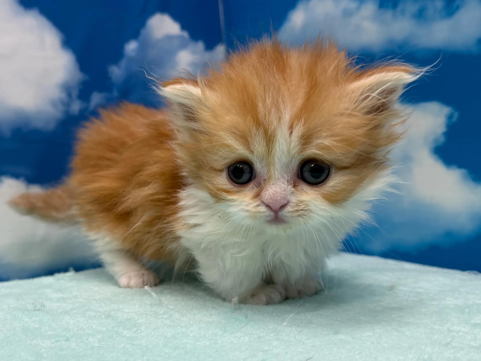 ミヌエット(短足)