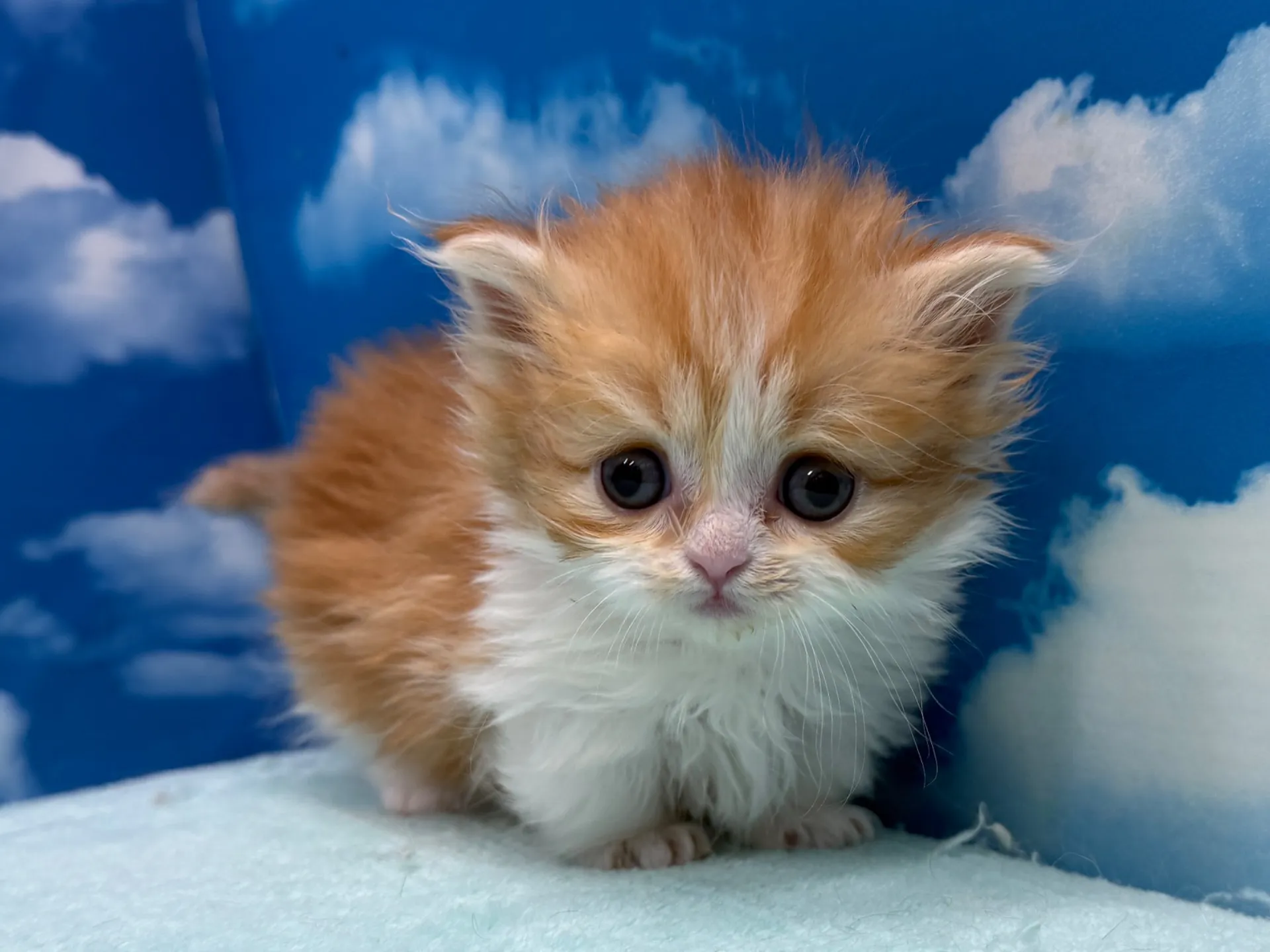 ミヌエット(短足)