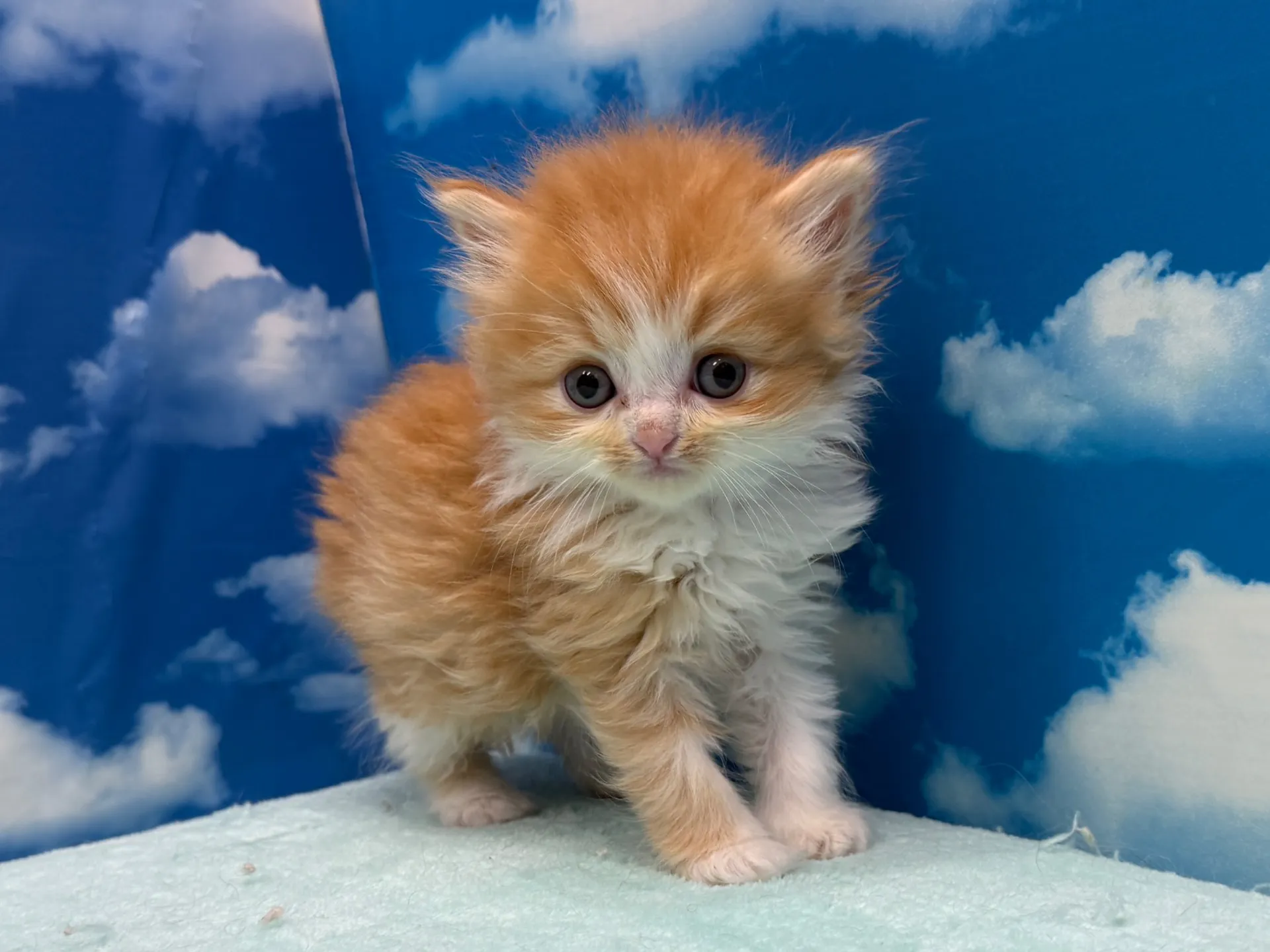 ミヌエット(長足)