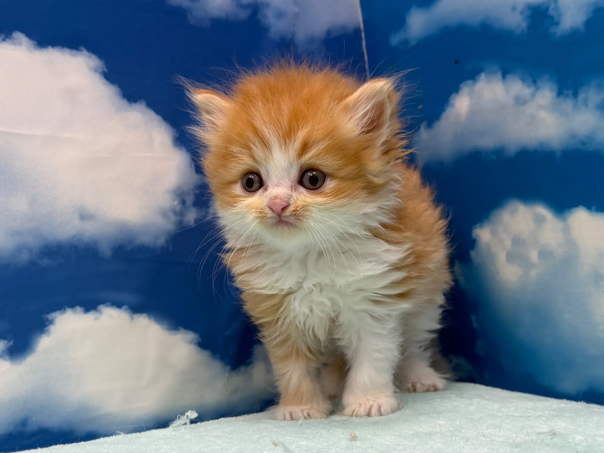 ミヌエット(長足)