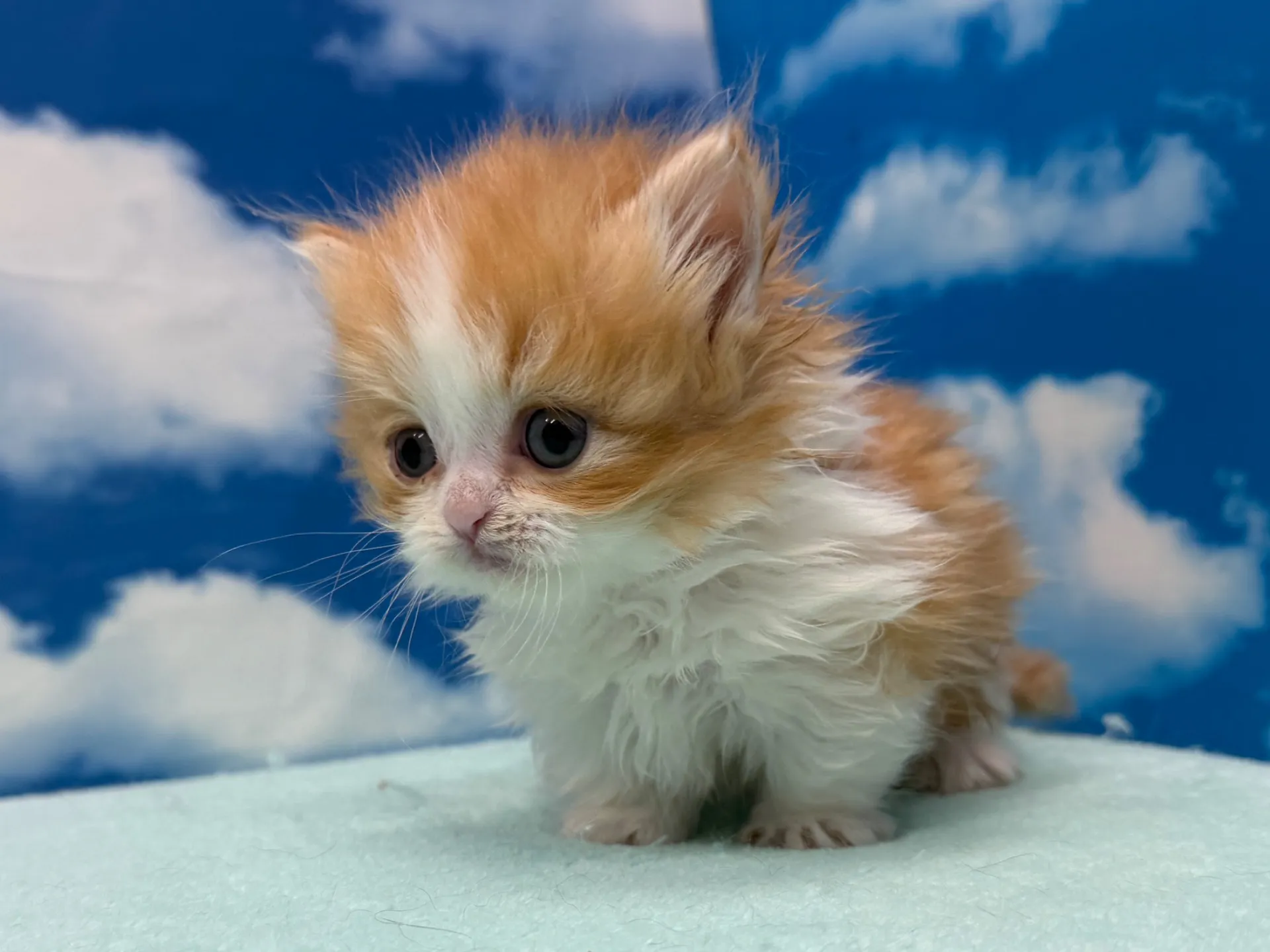 ミヌエット(短足)