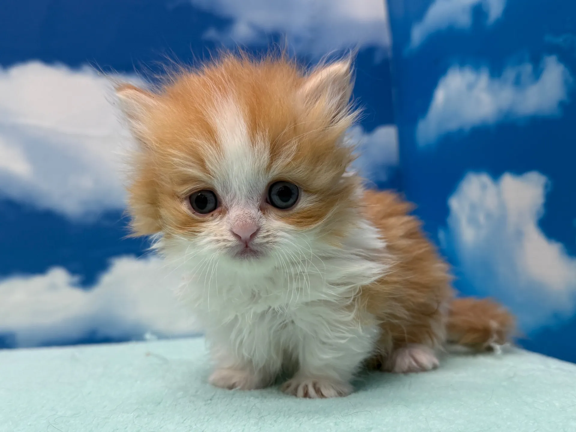 ミヌエット(短足)